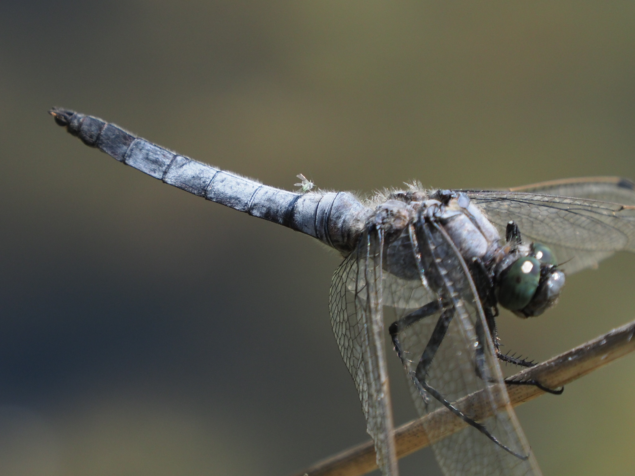 Aphid passenger - Aphid, Dragonfly, Longpost