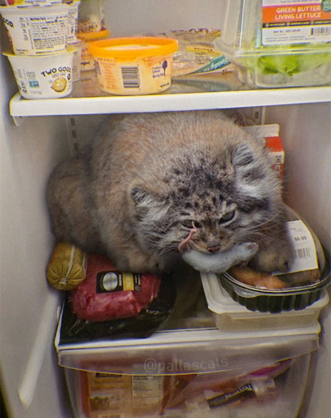 Continuation of the post Apogee of New Year's gluttony! - Pallas' cat, Pet the cat, Small cats, Cat family, Wild animals, The photo, Vote, Longpost, Repeat, Reply to post