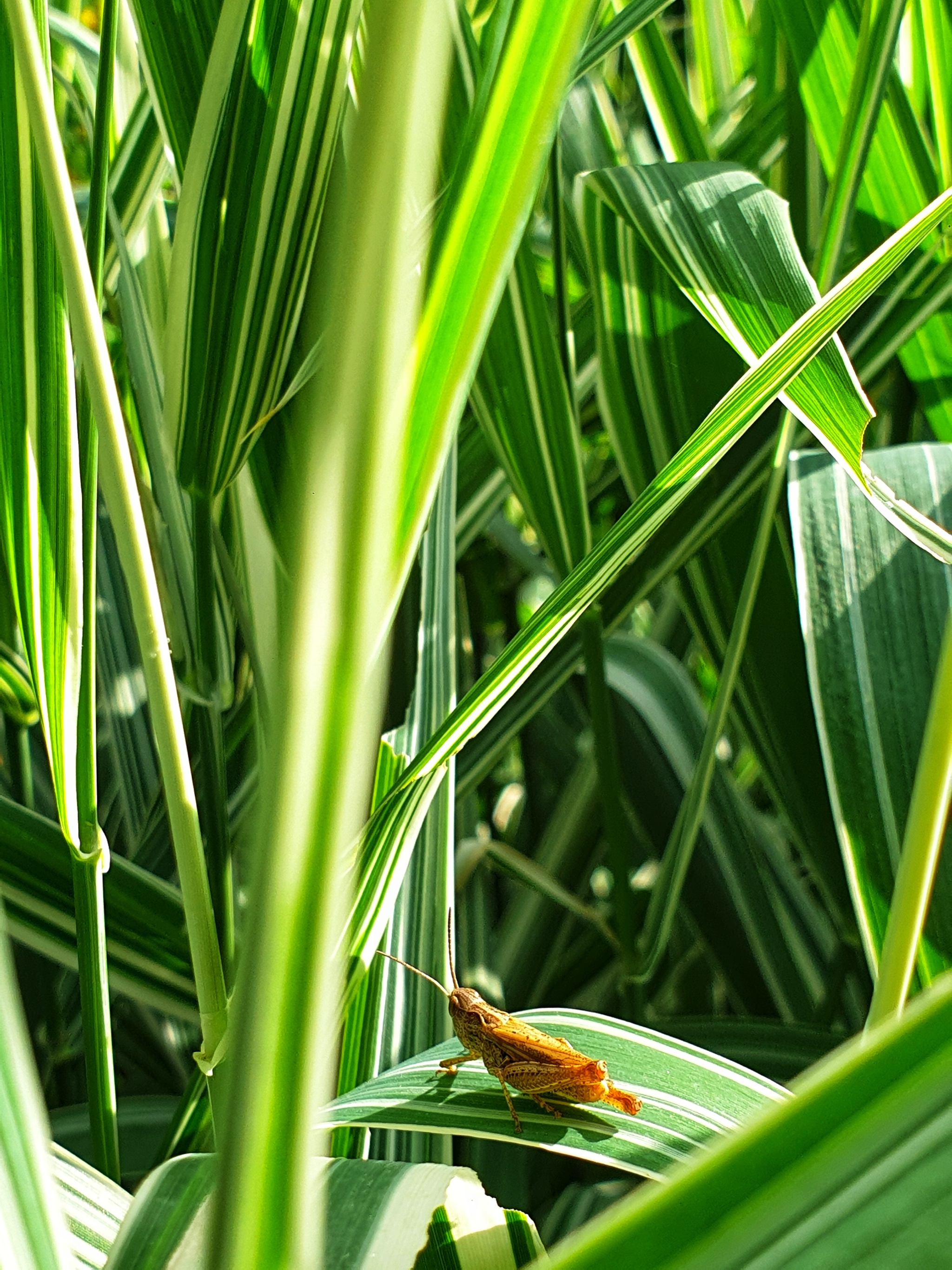 Sitting in the grass - My, Nature, Grass, Insects, Grasshopper