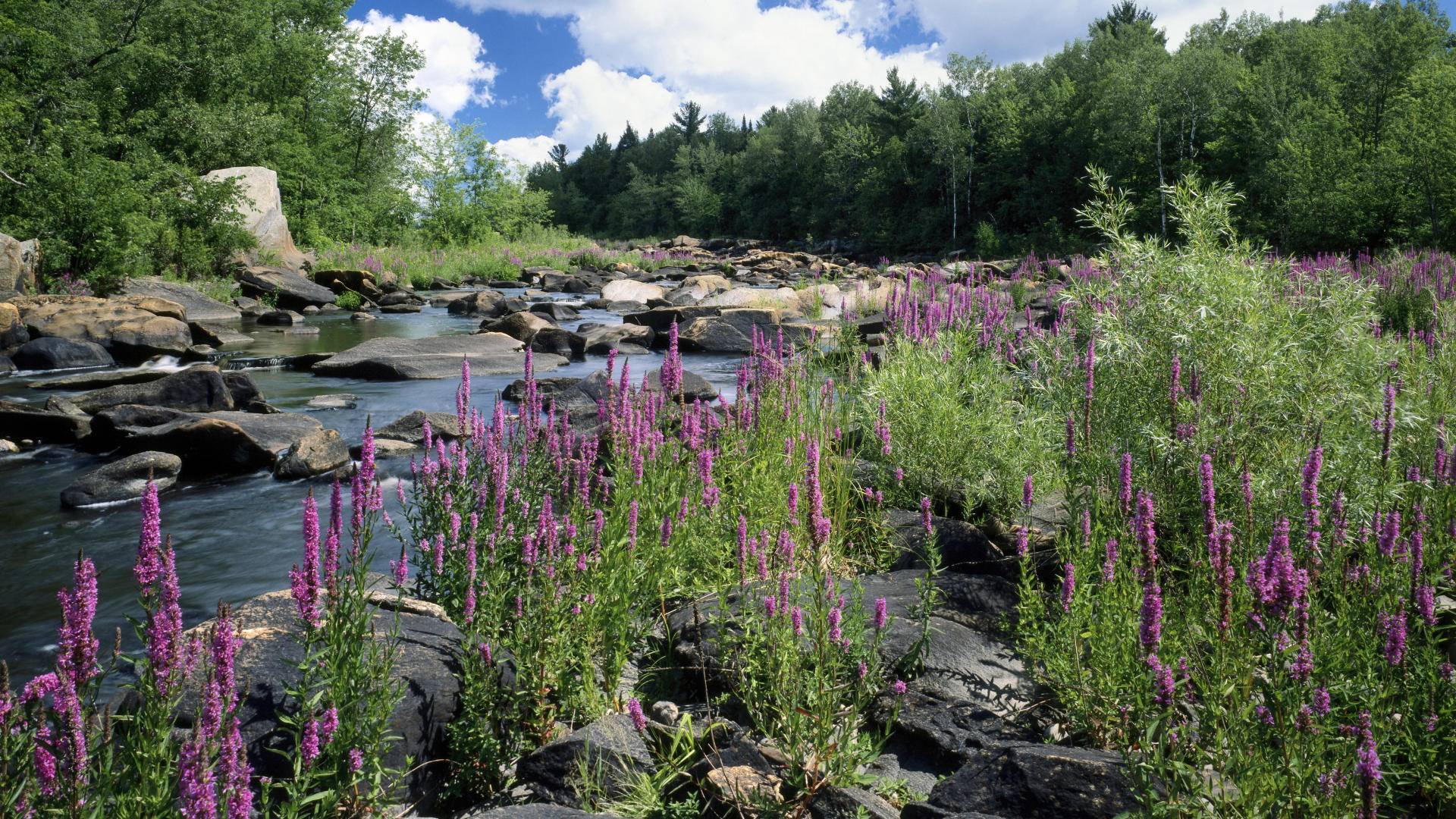 Wisconsin is an ideal place for those who, living in the USA, miss Russian nature - Nature, USA, Birch, Longpost, The photo