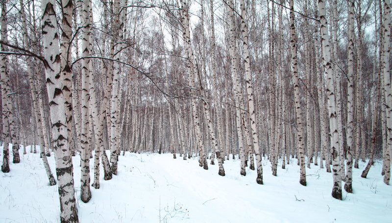 Wisconsin is an ideal place for those who, living in the USA, miss Russian nature - Nature, USA, Birch, Longpost, The photo