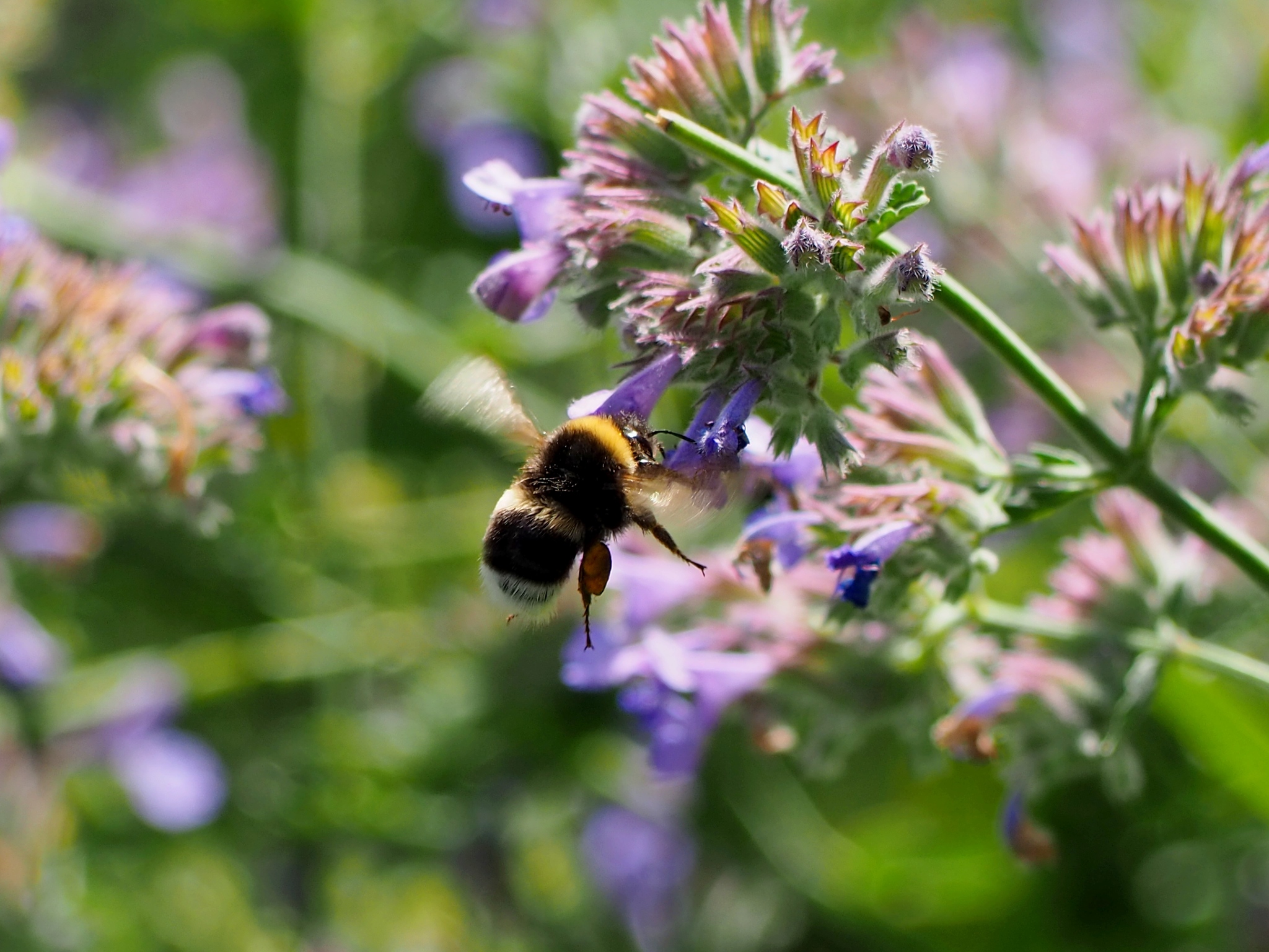 Catherine Park - My, Beginning photographer, The park, Walk, Rotunda, Flowers, Bees, Longpost