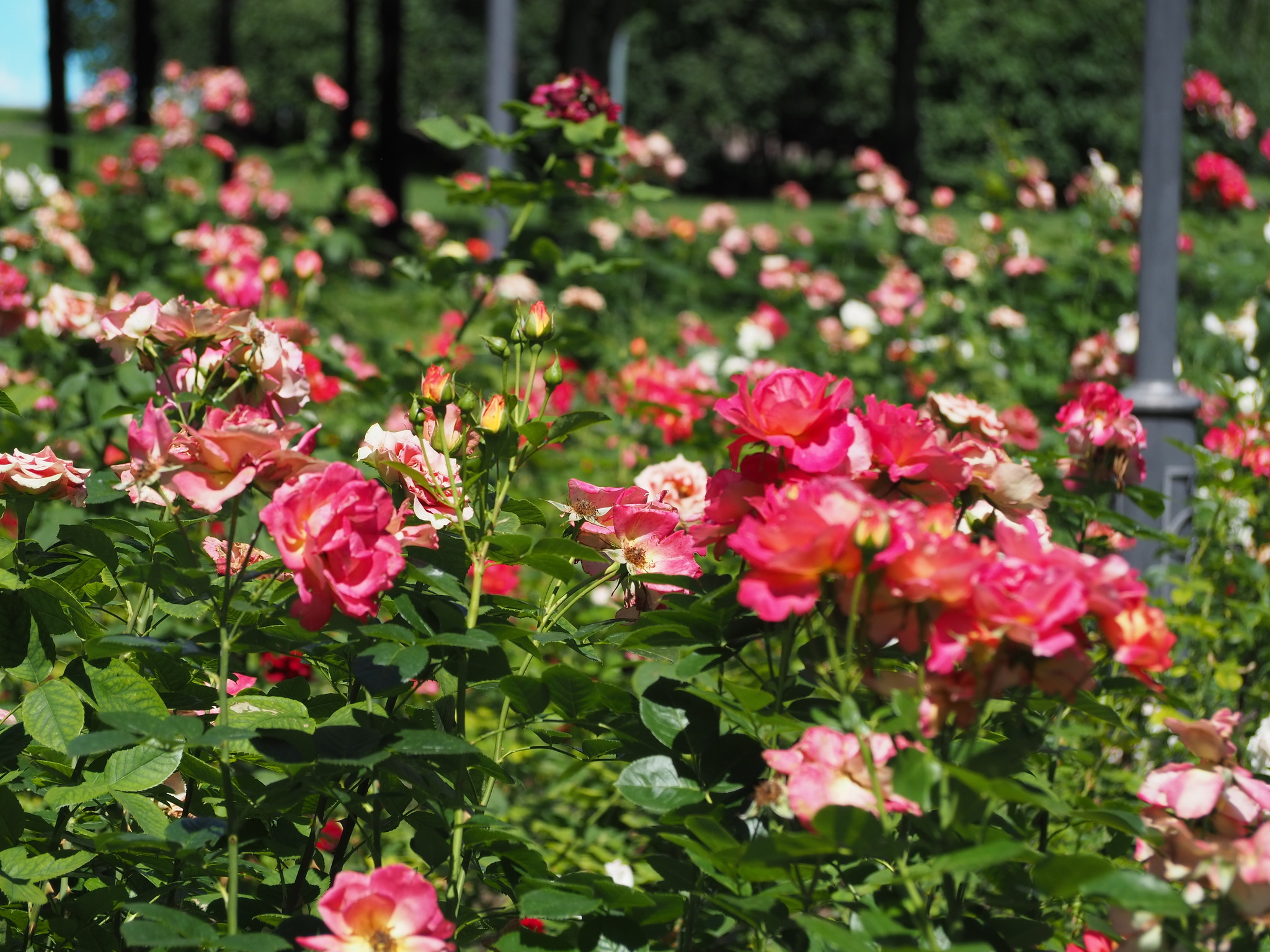 Catherine Park - My, Beginning photographer, The park, Walk, Rotunda, Flowers, Bees, Longpost