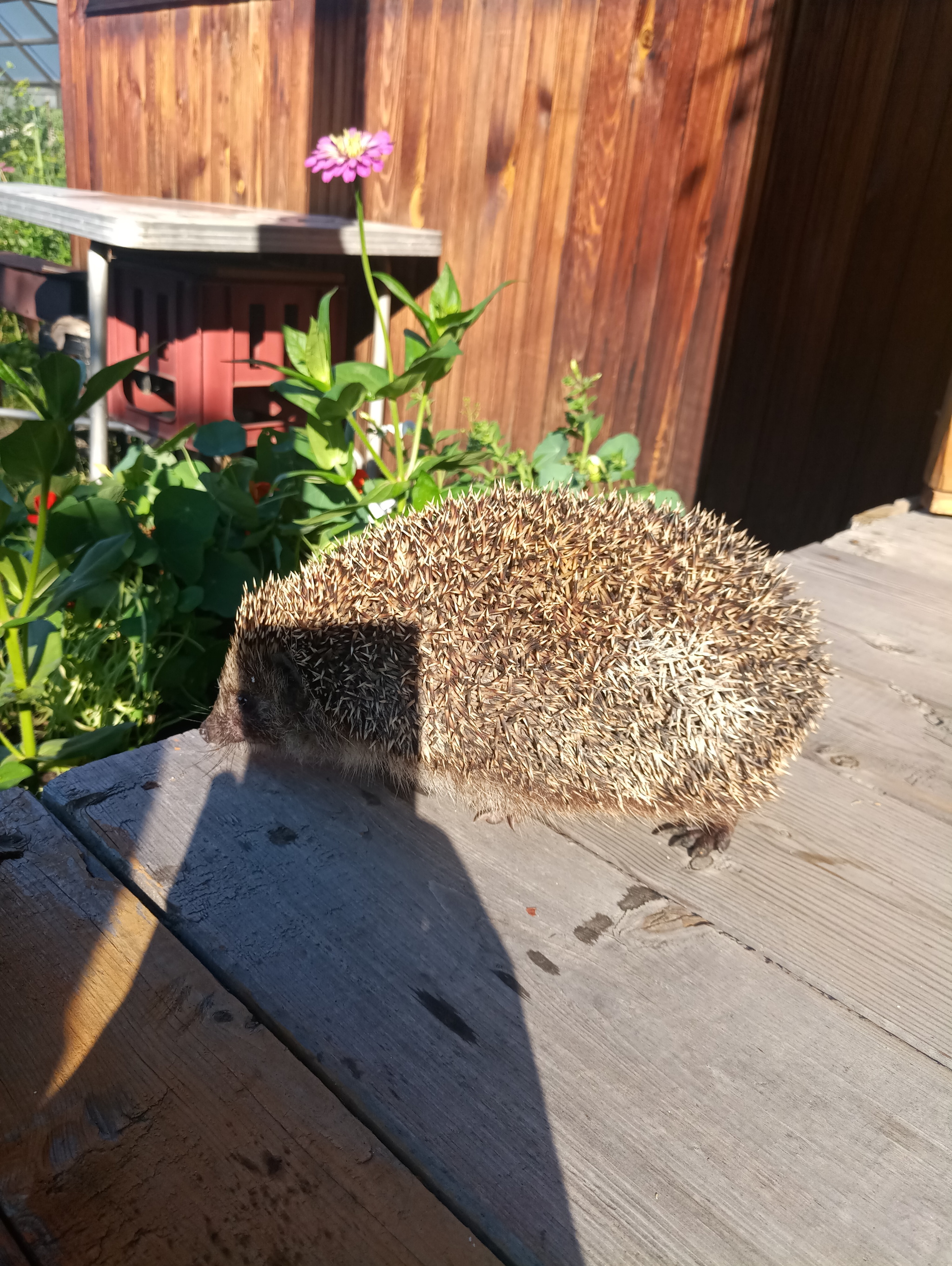 nice guest - My, Hedgehog, Milota, Wild animals, Guests, Animals, The photo, Longpost