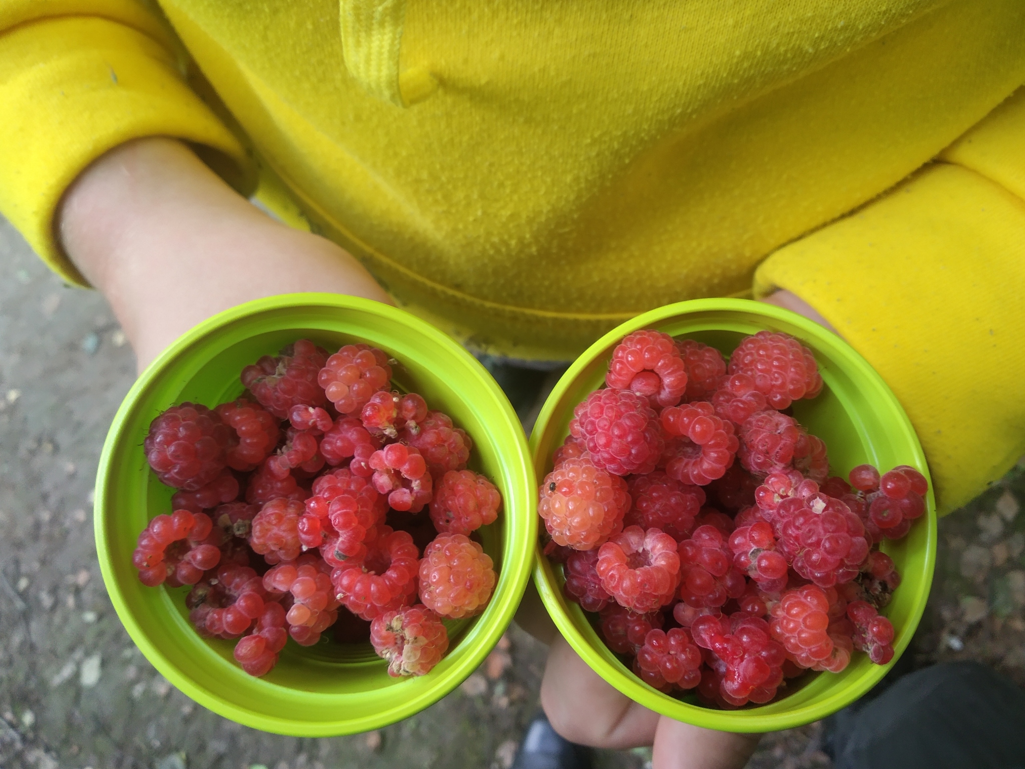 The only day off! - My, Moscow region, Weekend, Silent hunt, Longpost, Mushrooms, Berries