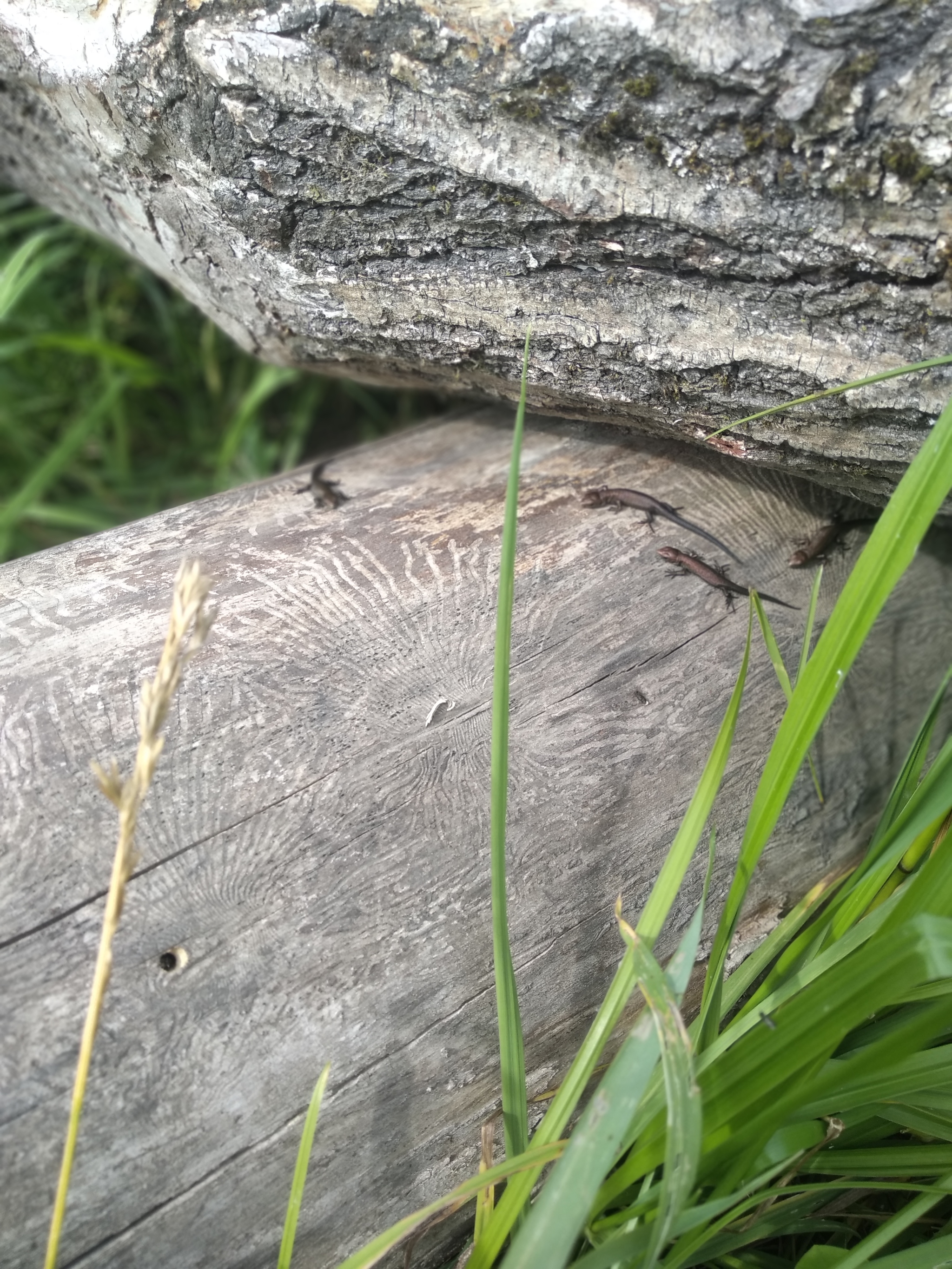 The only day off! - My, Moscow region, Weekend, Silent hunt, Longpost, Mushrooms, Berries