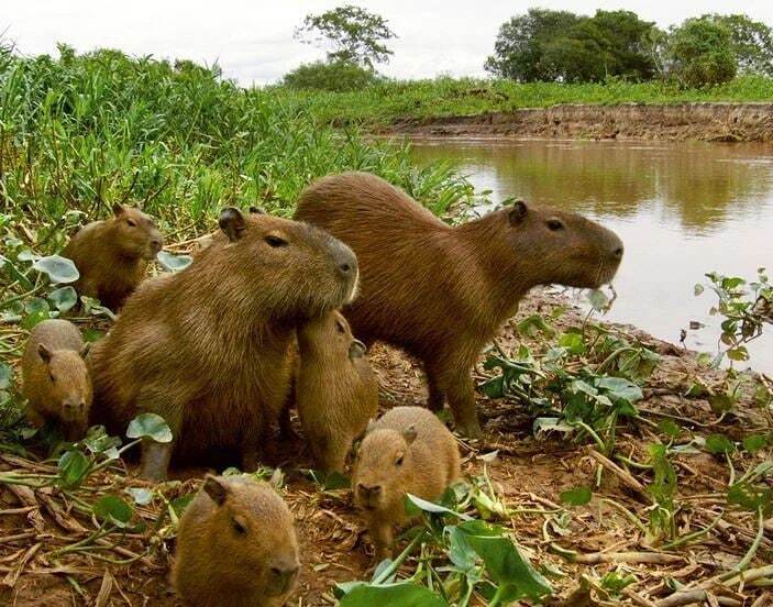 Family of capybaras on a walk - Capybara, Animals, Rodents, Family, Water, Shore, River, The photo