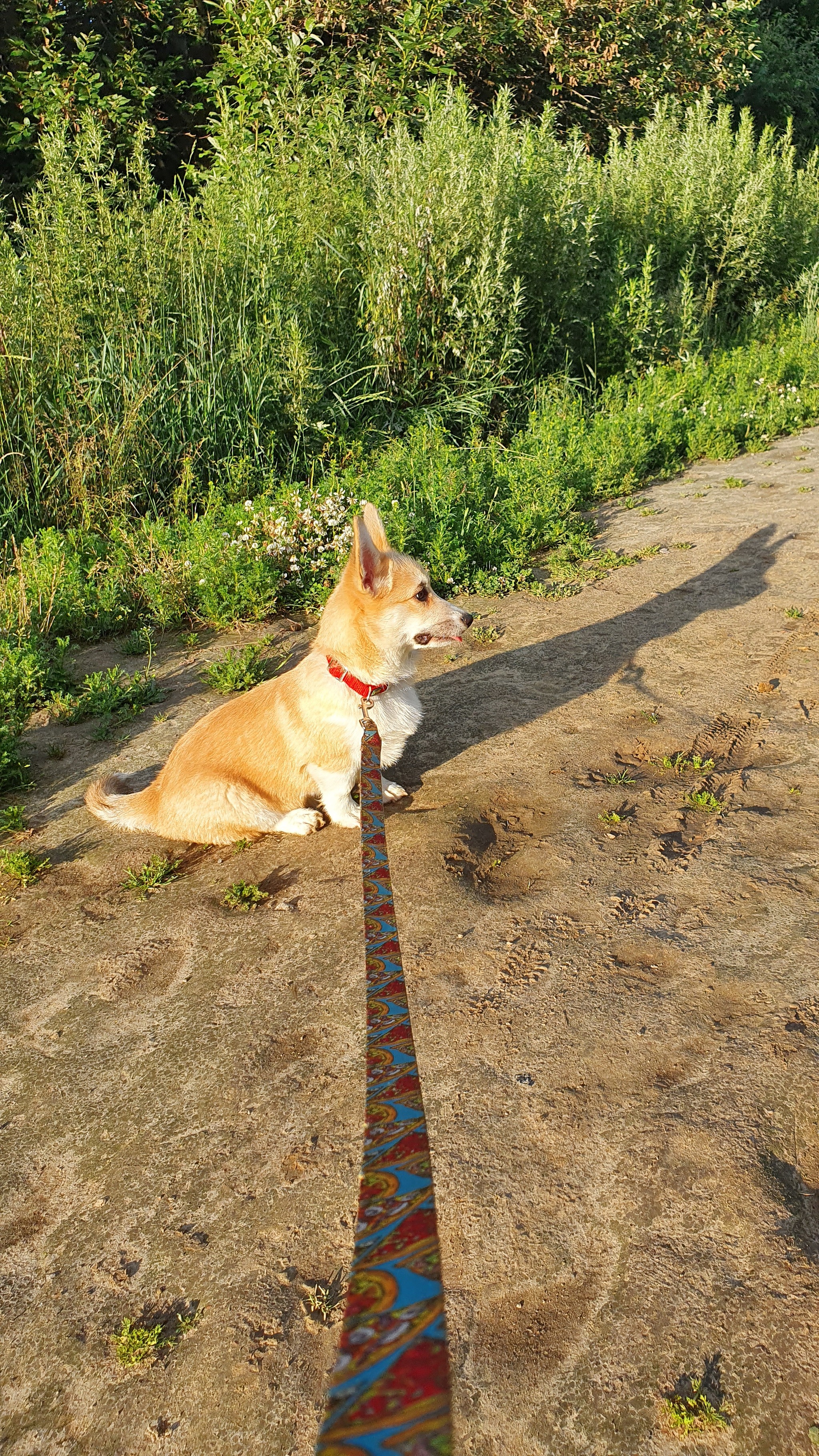 4 months, happy birthday, bun! - My, Corgi, Welsh corgi pembroke, Dog, Pets, Longpost