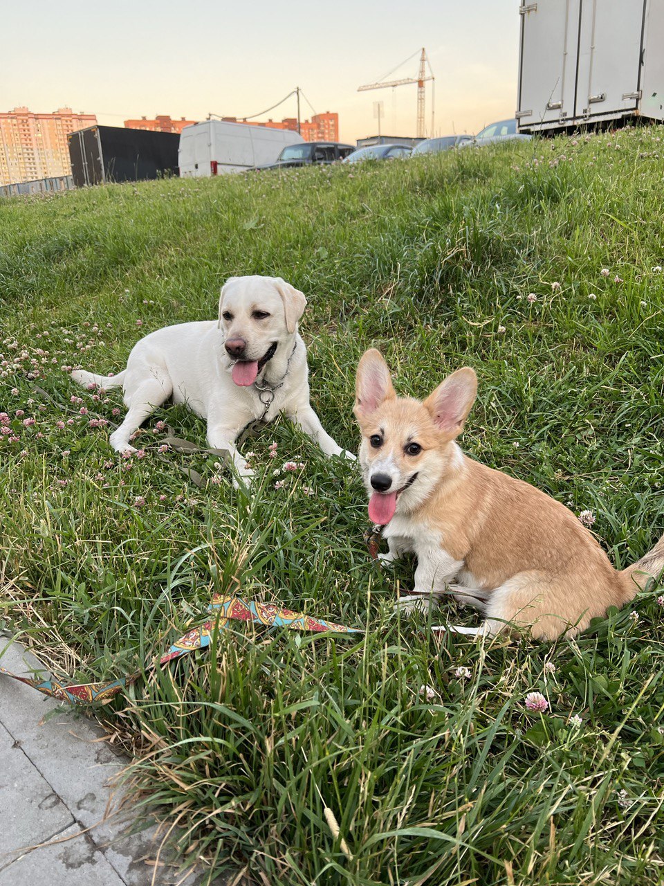 4 months, happy birthday, bun! - My, Corgi, Welsh corgi pembroke, Dog, Pets, Longpost