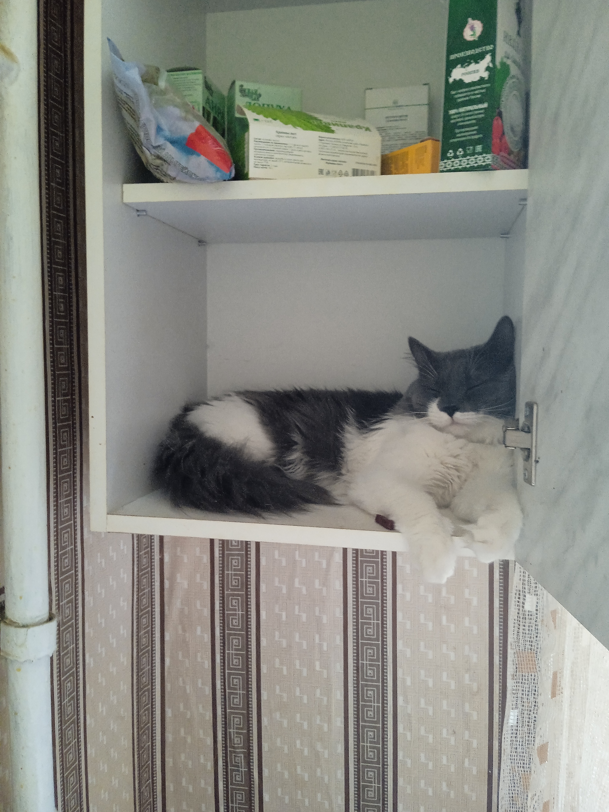 3.5 kilos of a cat in good hands! - My, cat, Help, Helping animals, Pets, In good hands, Yekaterinburg, No rating, Longpost