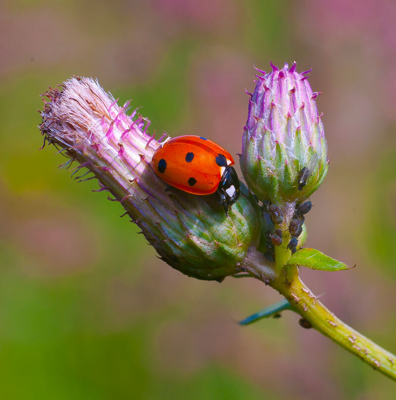 New photos - My, The photo, Insects, Macro photography, Longpost