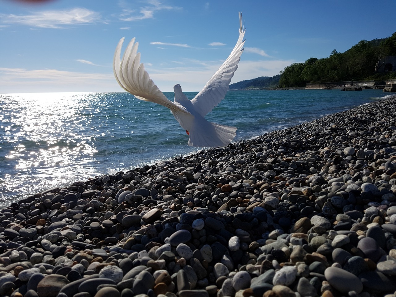 dove white - My, Pigeon, Sea, Sochi, The photo