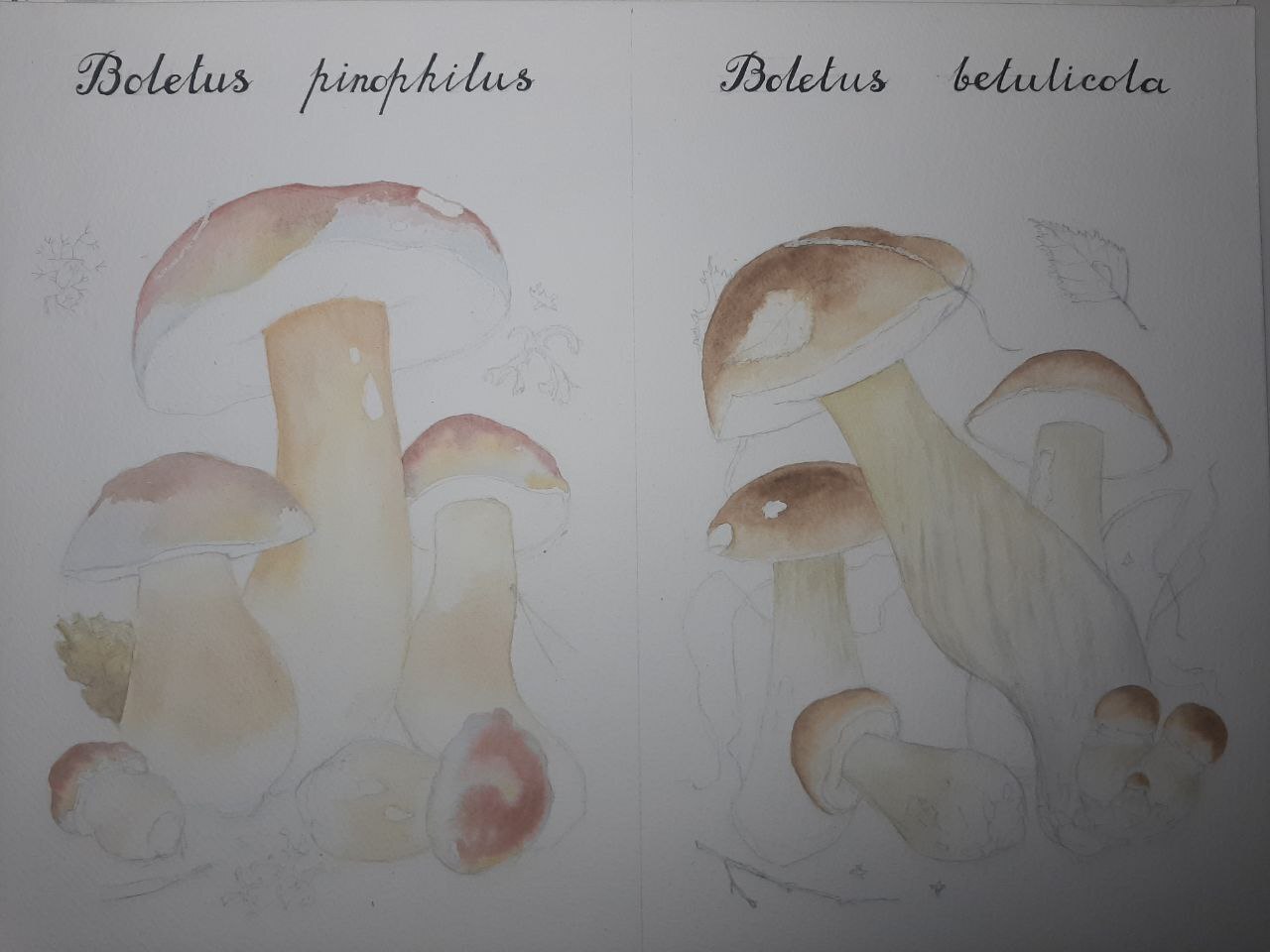 Borovik - My, Watercolor, Painting, Mushrooms, Longpost, Drawing, Borovik, Porcini