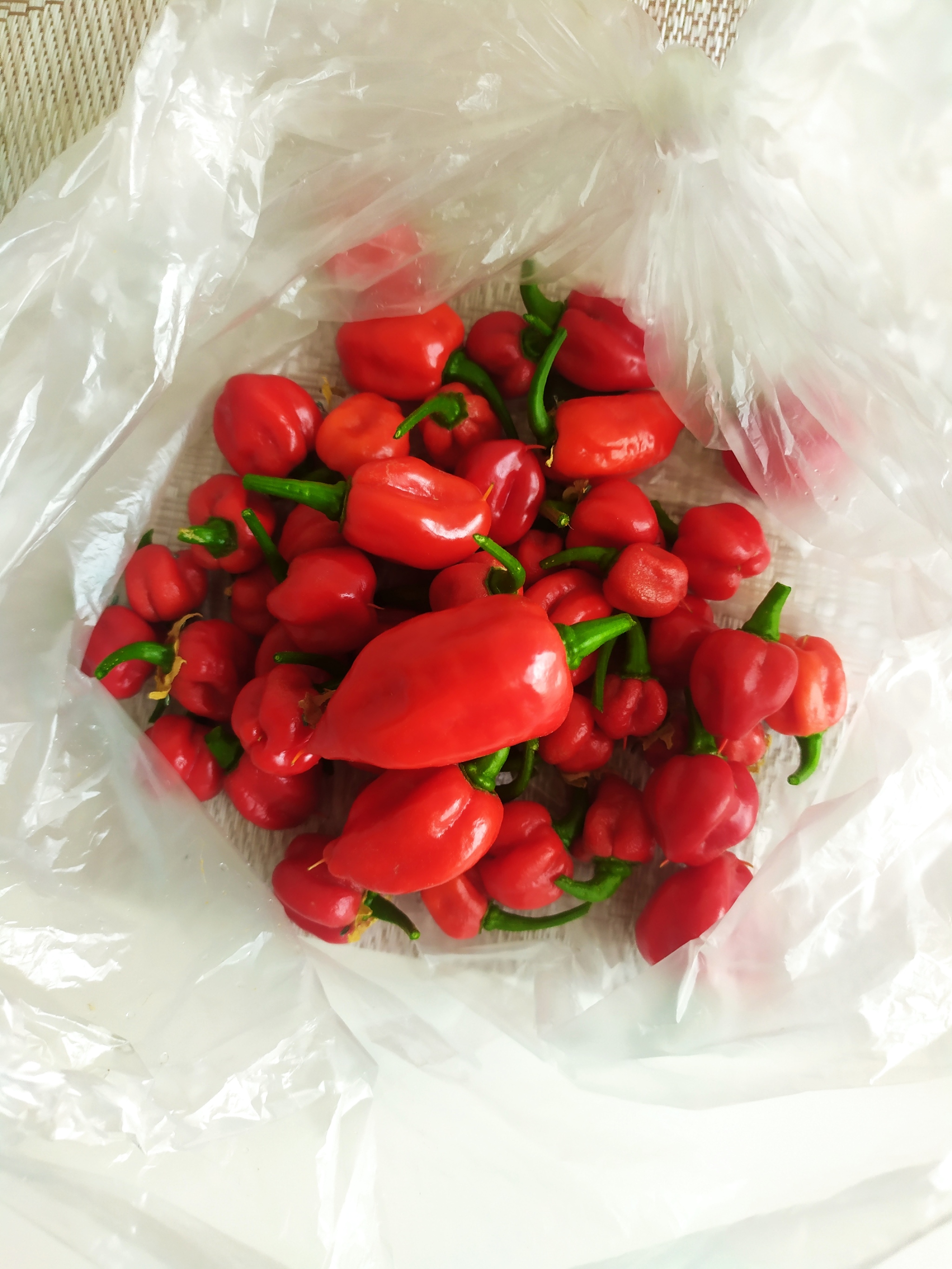 Beginner pepper grower #harvest - Hot peppers, Carolina Reaper, Longpost