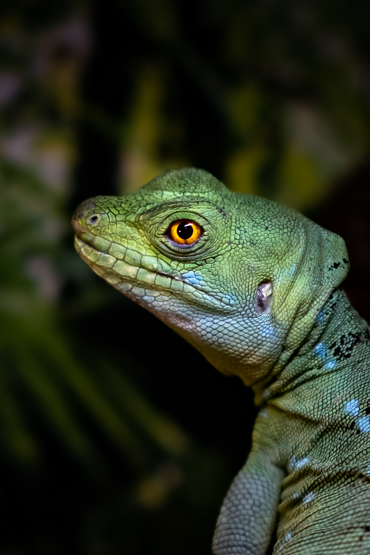 Green Basilisk from the Moscow Zoo - My, The photo, Lizard, Zoo, Moscow Zoo