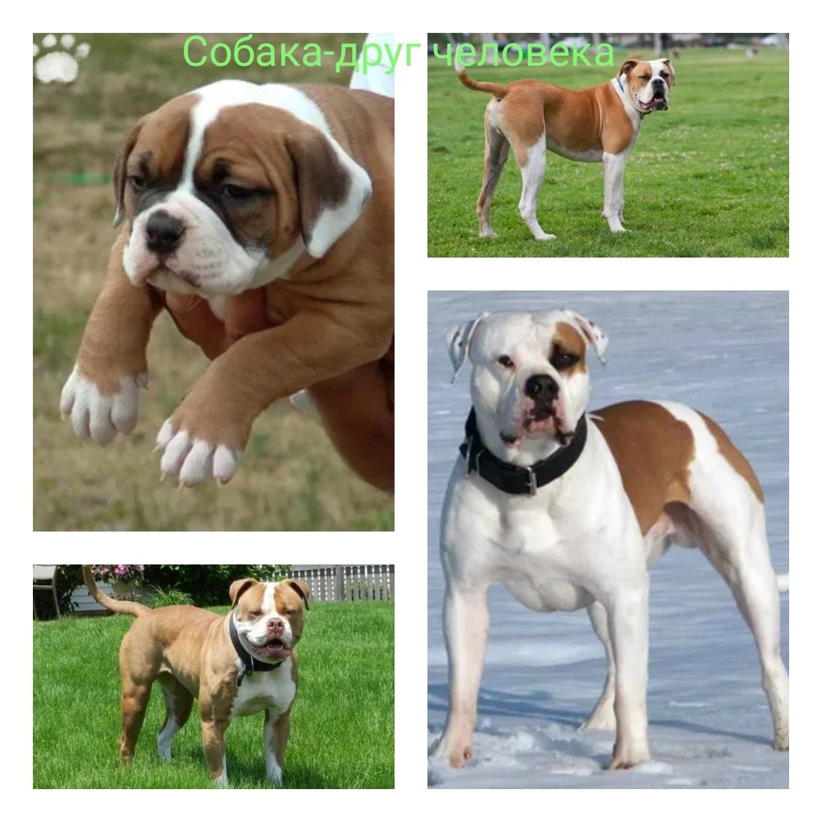 History of the American Bulldog Breed - Dog, Story, Animals, Pets, Story, Bulldog