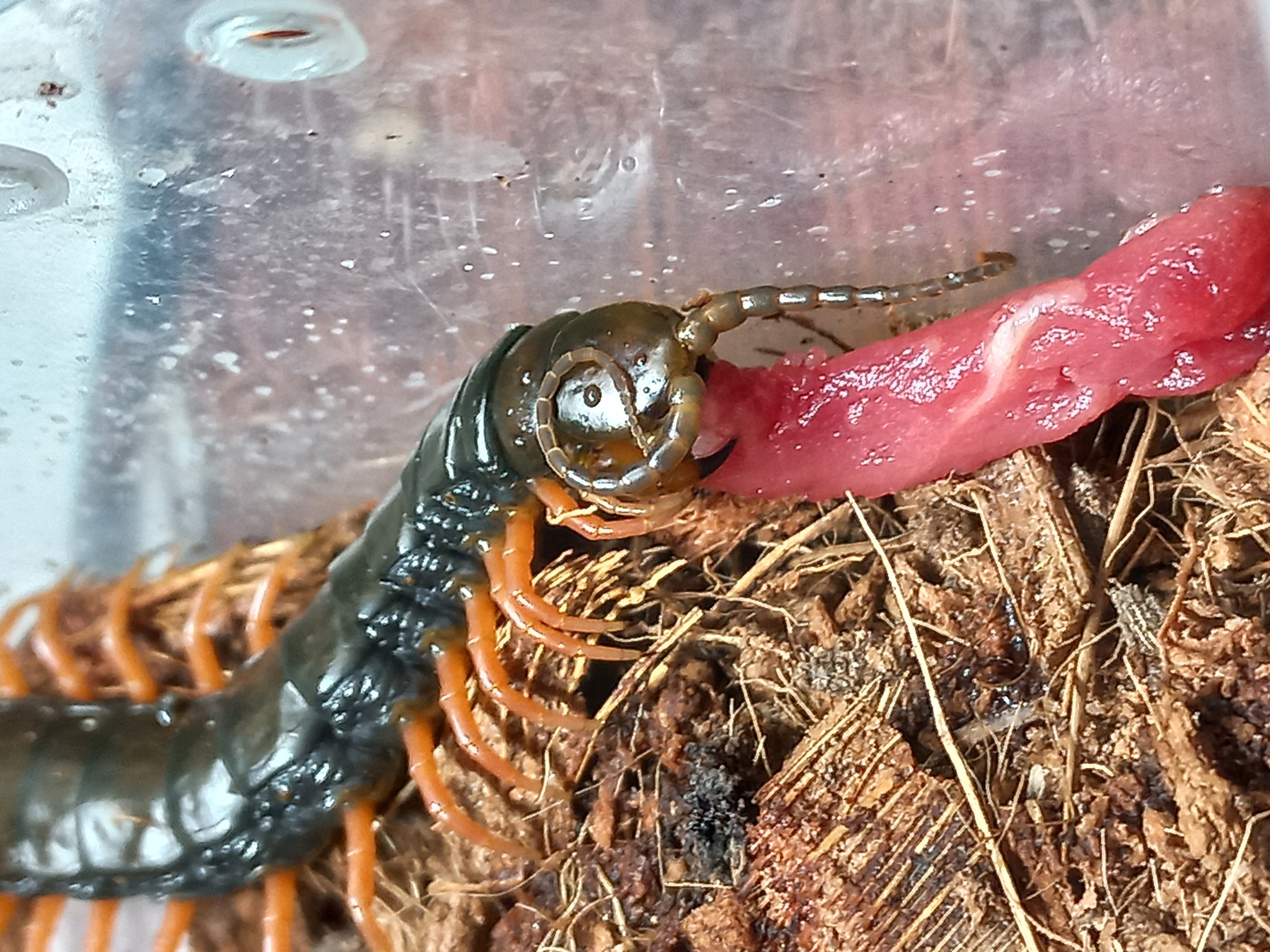 A little about my Scolopendra Cingulata - My, Scolopendra, Terrariumistics, Exotic animals, The photo, Abomination, Centipede, Centipede, Insectophobia, Humor, Longpost