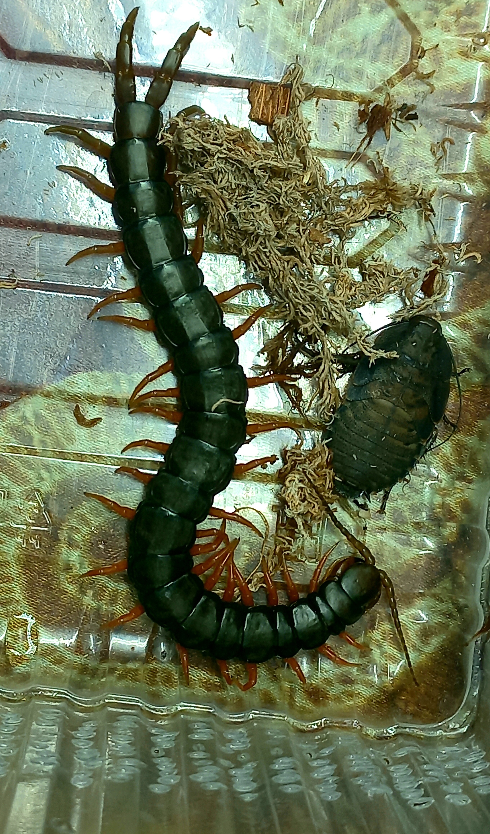 A little about my Scolopendra Cingulata - My, Scolopendra, Terrariumistics, Exotic animals, The photo, Abomination, Centipede, Centipede, Insectophobia, Humor, Longpost