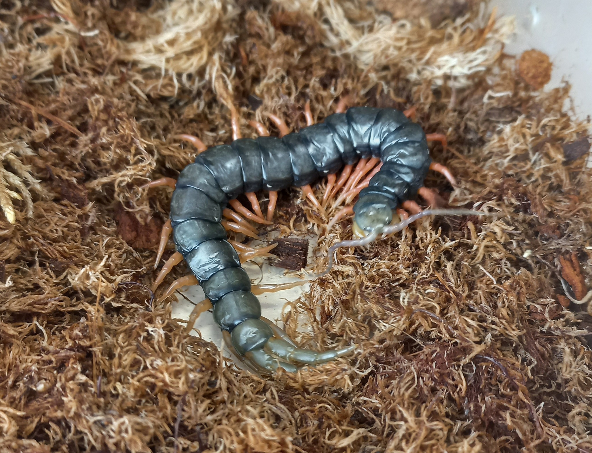 A little about my Scolopendra Cingulata - My, Scolopendra, Terrariumistics, Exotic animals, The photo, Abomination, Centipede, Centipede, Insectophobia, Humor, Longpost