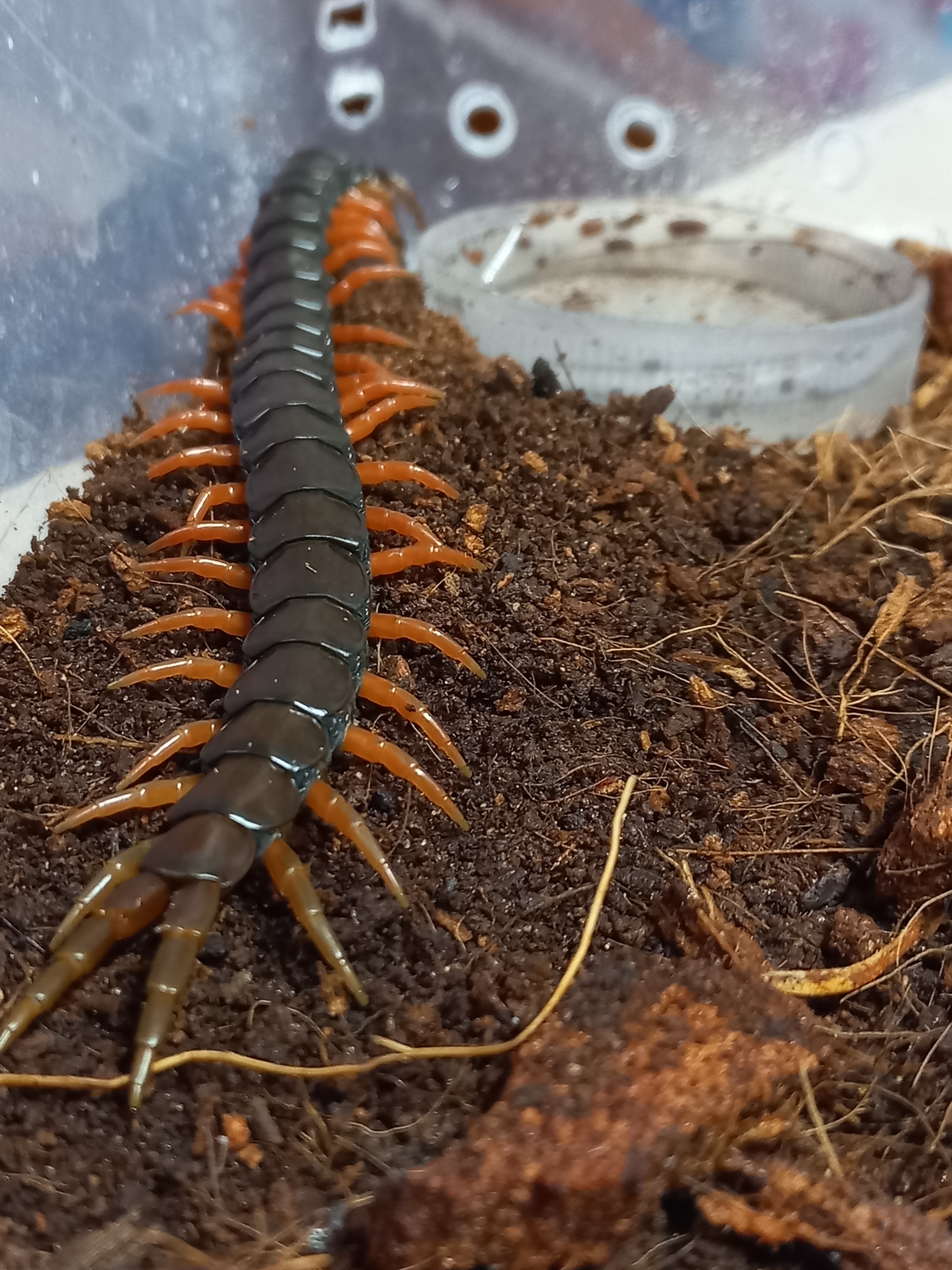 A little about my Scolopendra Cingulata - My, Scolopendra, Terrariumistics, Exotic animals, The photo, Abomination, Centipede, Centipede, Insectophobia, Humor, Longpost