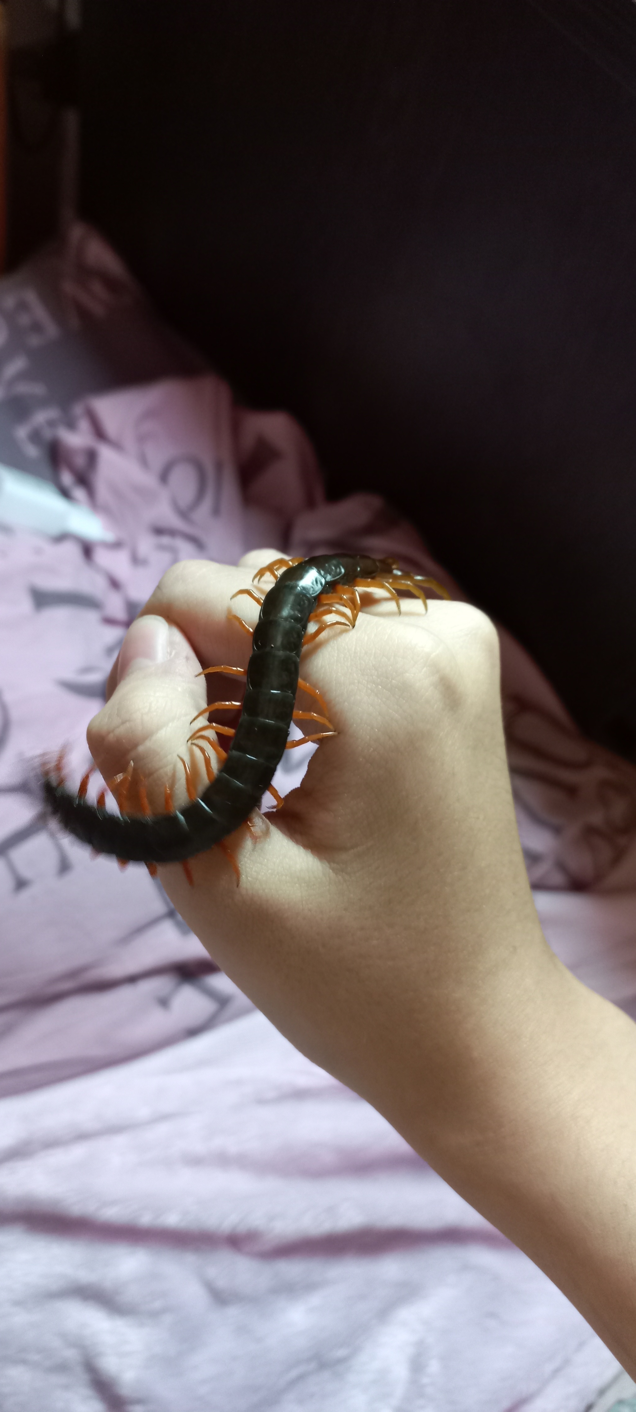 A little about my Scolopendra Cingulata - My, Scolopendra, Terrariumistics, Exotic animals, The photo, Abomination, Centipede, Centipede, Insectophobia, Humor, Longpost