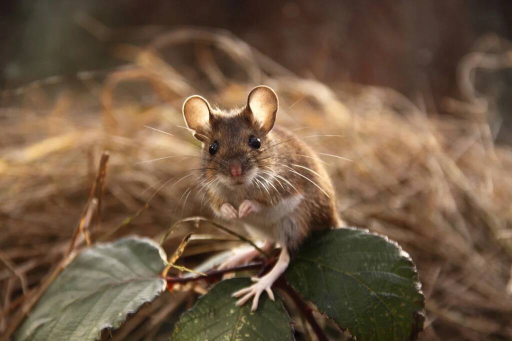 The husband stood on the road and twisted the hose from the vacuum cleaner over his head ... - My, Village, Mouse, A life, Life stories, Vital, A vacuum cleaner, Nature, Memories, Humor, Adventures, Camping, Relaxation, Longpost