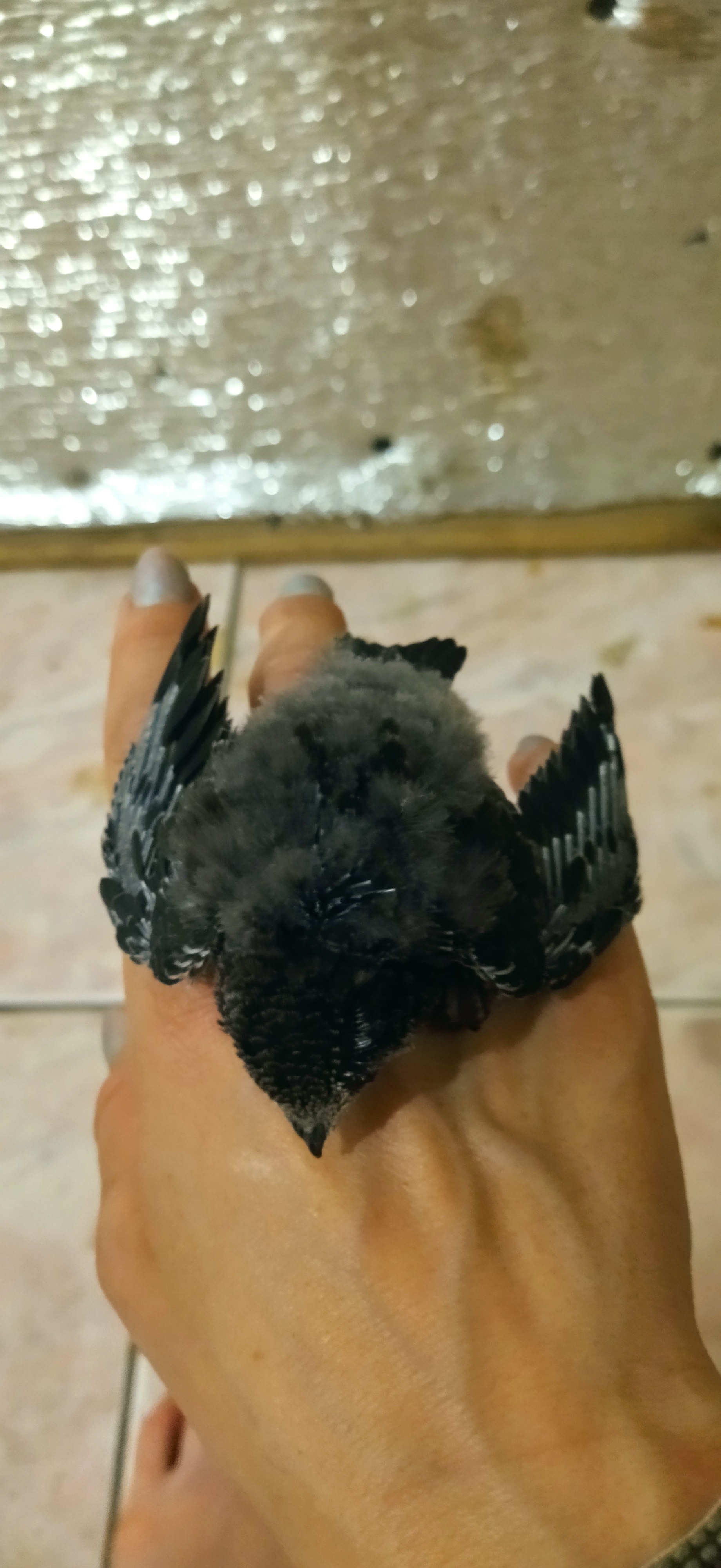 Ku-ku, ornithologists - My, No rating, Help, Birds, Longpost, Chick, Swift, Veterinary, Care and maintenance