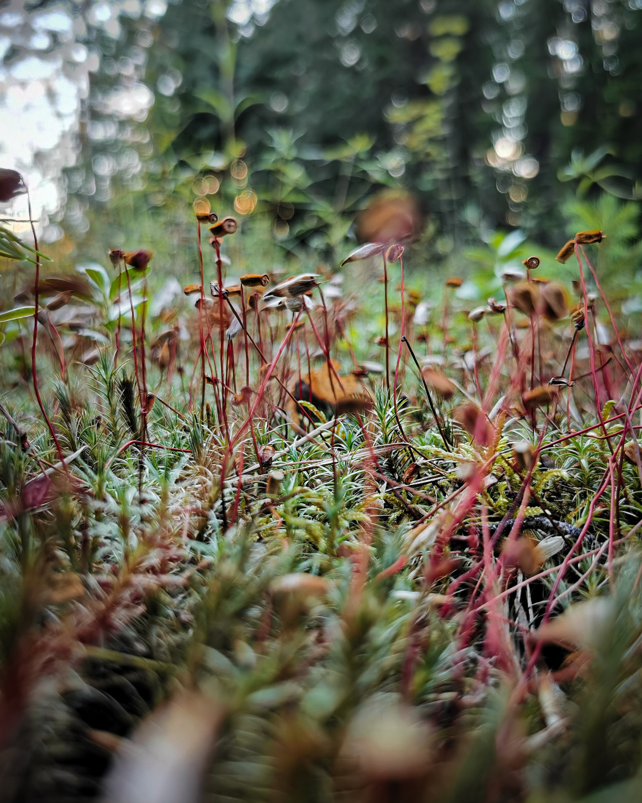 Forest in the forest - My, The photo, Mobile photography, Forest, Moss, Macro photography, Nature, Longpost