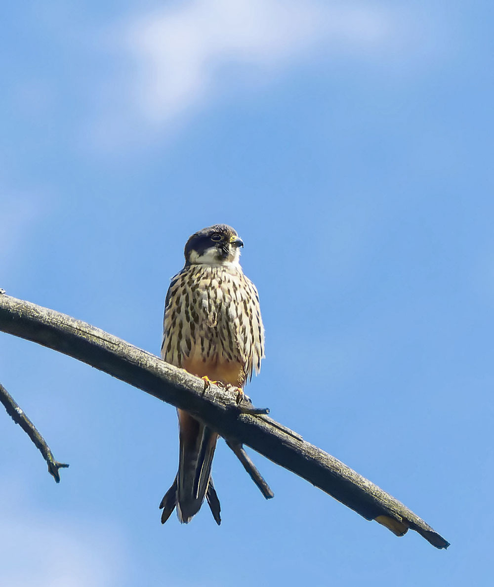 Close-up. - My, Cheglok, Nature, Photo hunting, Birds, Hobby, The nature of Russia, Predator birds, Ornithology, beauty of nature, Falcon, Longpost