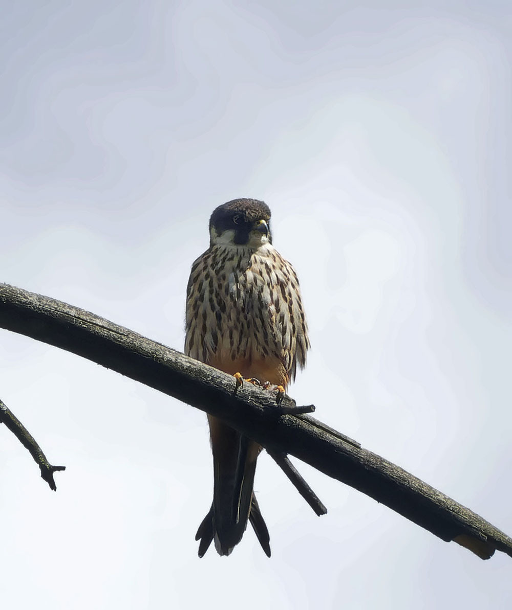 Close-up. - My, Cheglok, Nature, Photo hunting, Birds, Hobby, The nature of Russia, Predator birds, Ornithology, beauty of nature, Falcon, Longpost