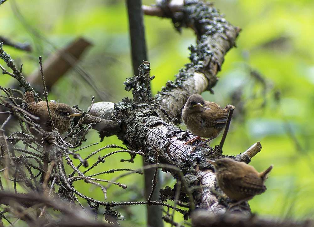 Close-up. - My, Birds, Photo hunting, The nature of Russia, Ornithology, Nature, beauty of nature, Hobby, Chick, wildlife, Summer, Walk, Video, Longpost