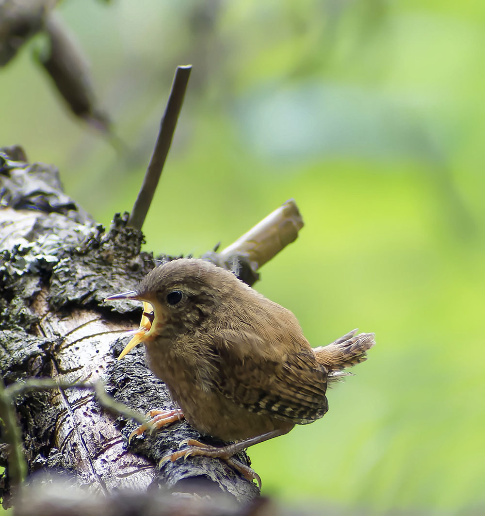 Close-up. - My, Birds, Photo hunting, The nature of Russia, Ornithology, Nature, beauty of nature, Hobby, Chick, wildlife, Summer, Walk, Video, Longpost