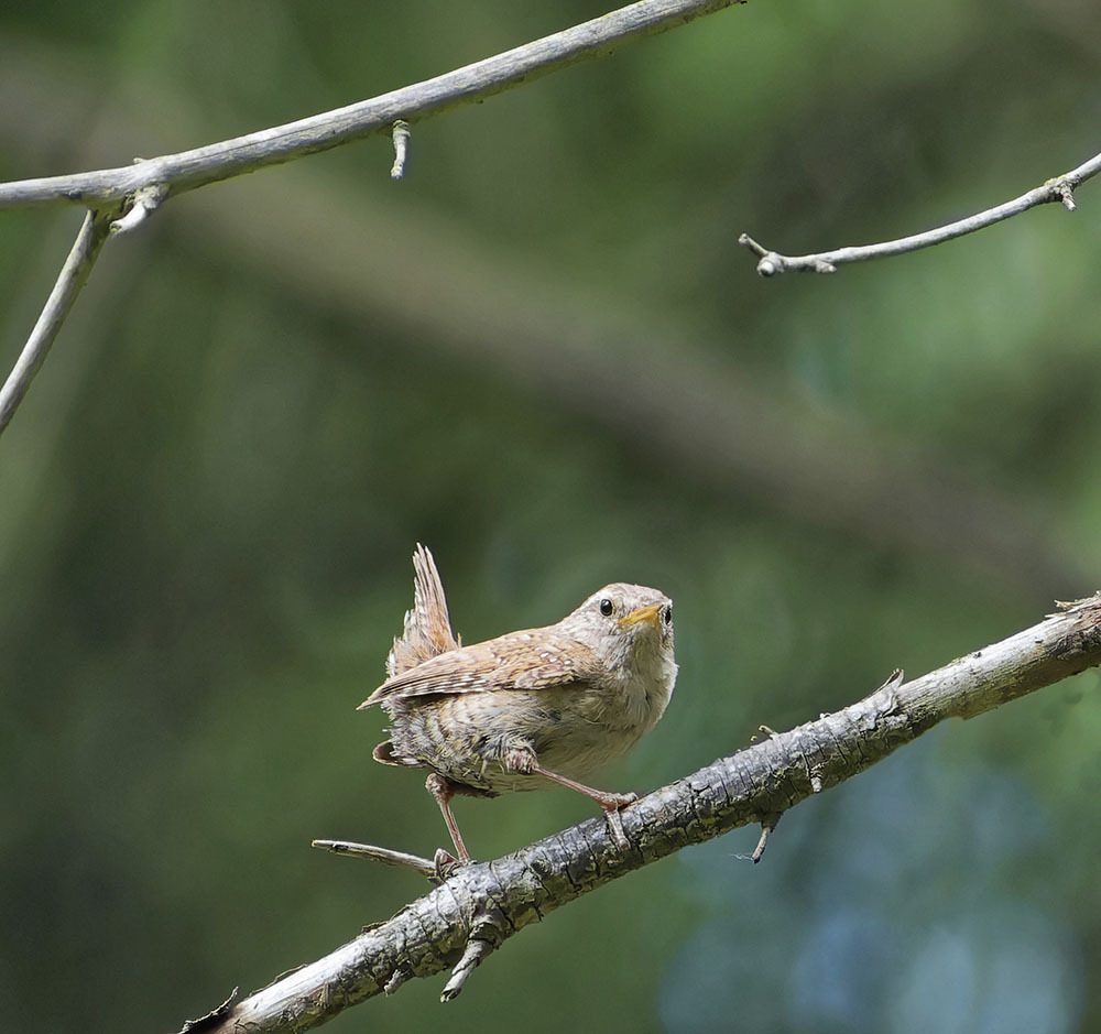 Close-up. - My, Birds, Photo hunting, The nature of Russia, Ornithology, Nature, beauty of nature, Hobby, Chick, wildlife, Summer, Walk, Video, Longpost