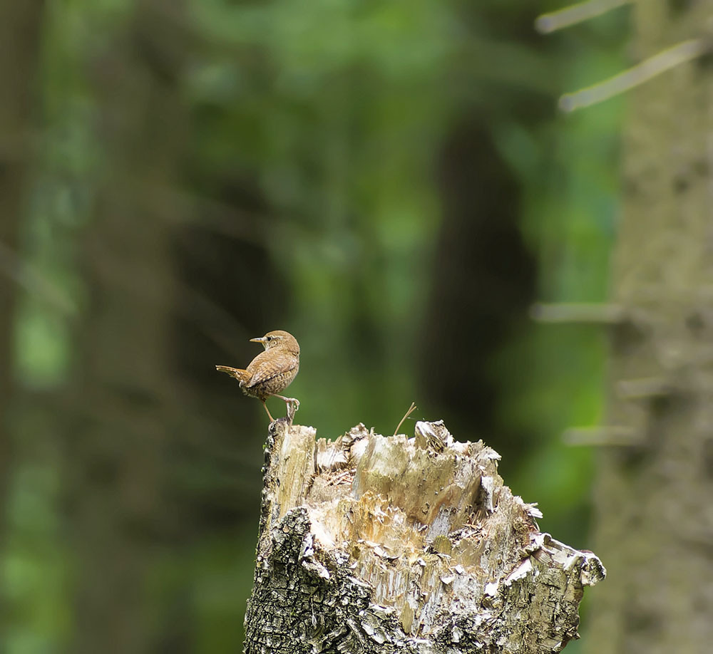 Close-up. - My, Birds, Photo hunting, The nature of Russia, Ornithology, Nature, beauty of nature, Hobby, Chick, wildlife, Summer, Walk, Video, Longpost