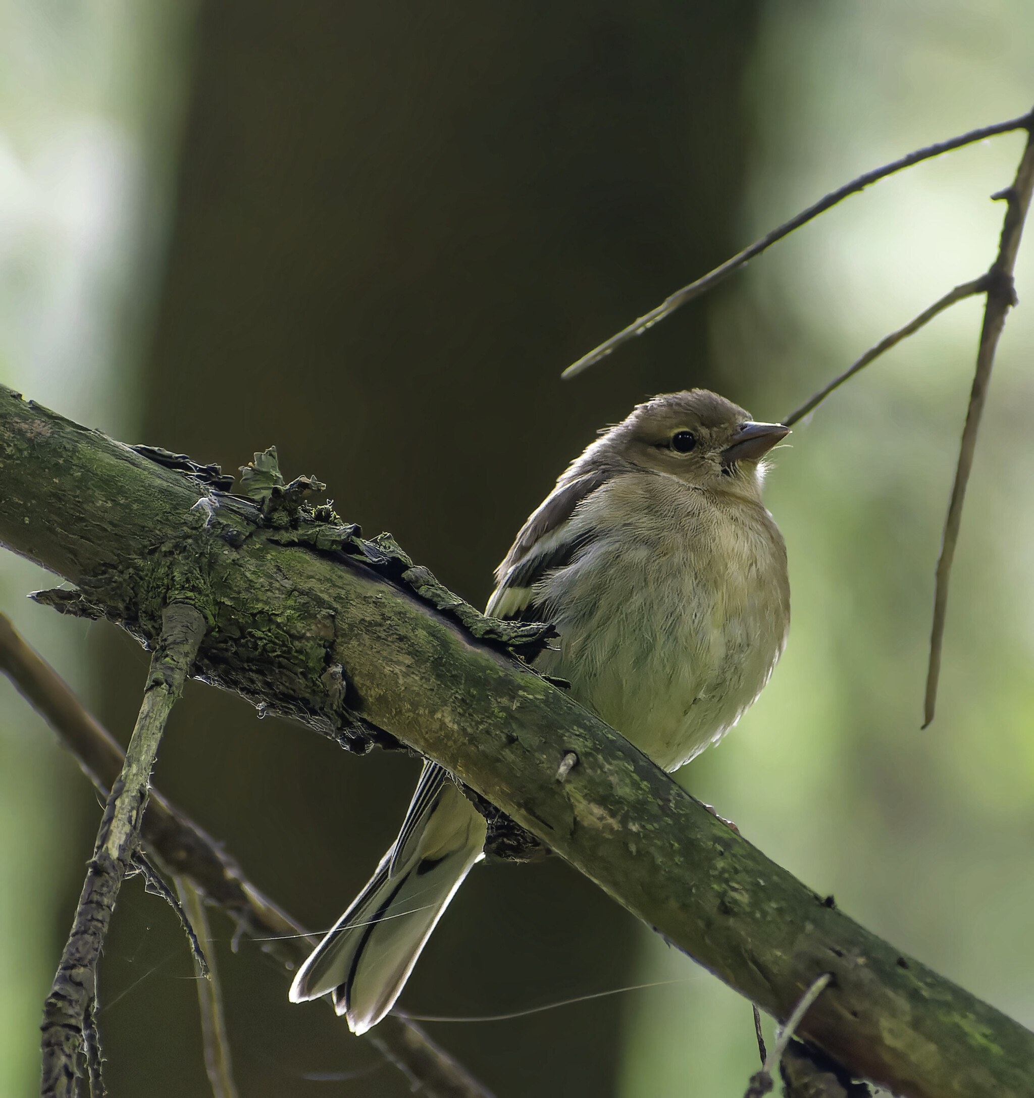 Assorted Murkotovski - My, Birds, Photo hunting, The nature of Russia, Nature, Ornithology, beauty of nature, Insects, Summer, The photo, Hobby, Lot, Longpost