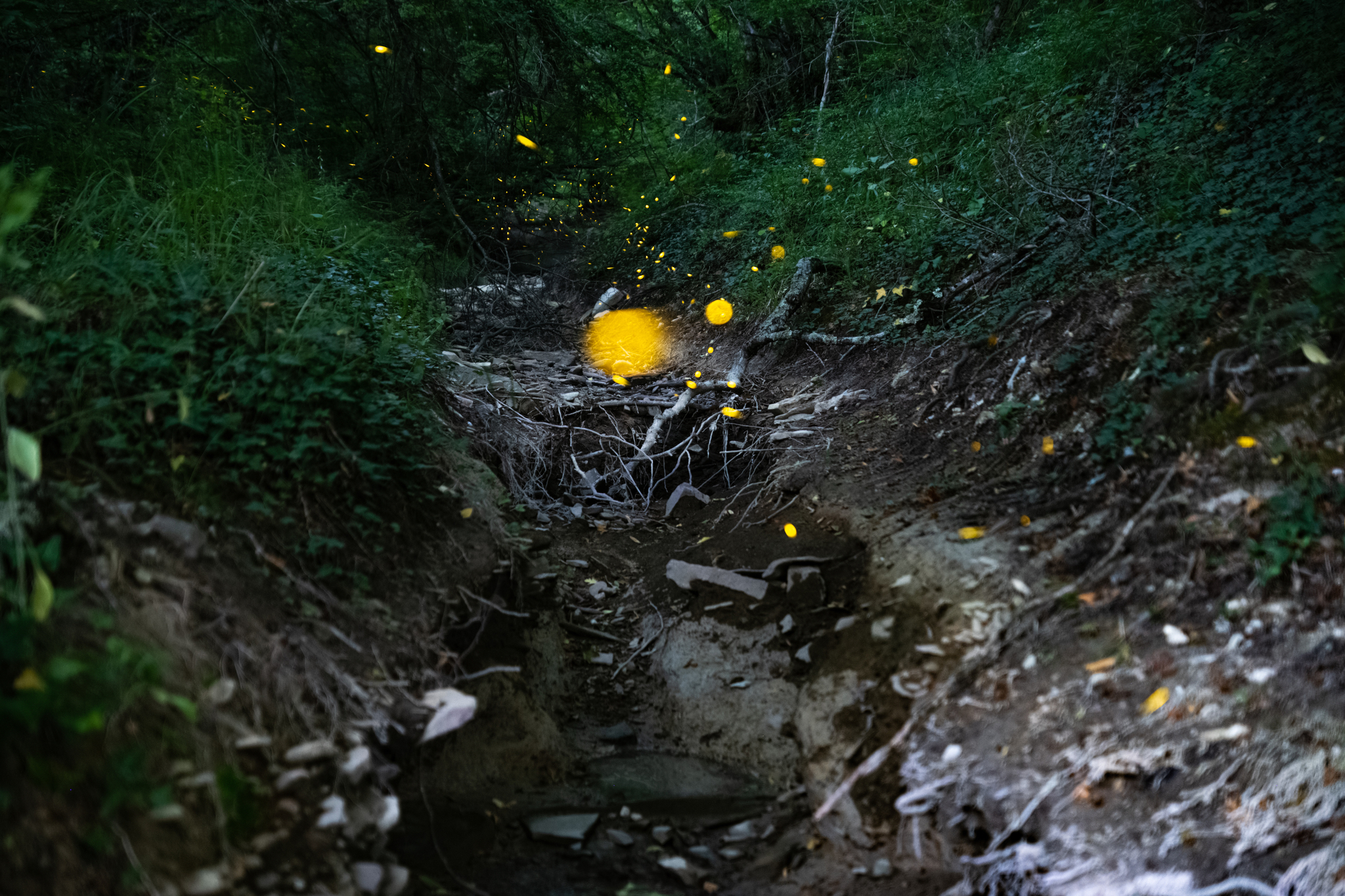 firefly paths - My, Insects, Sky, Astrophoto, Fireflies, Story, Abrau-Durso, Abrau, Longpost