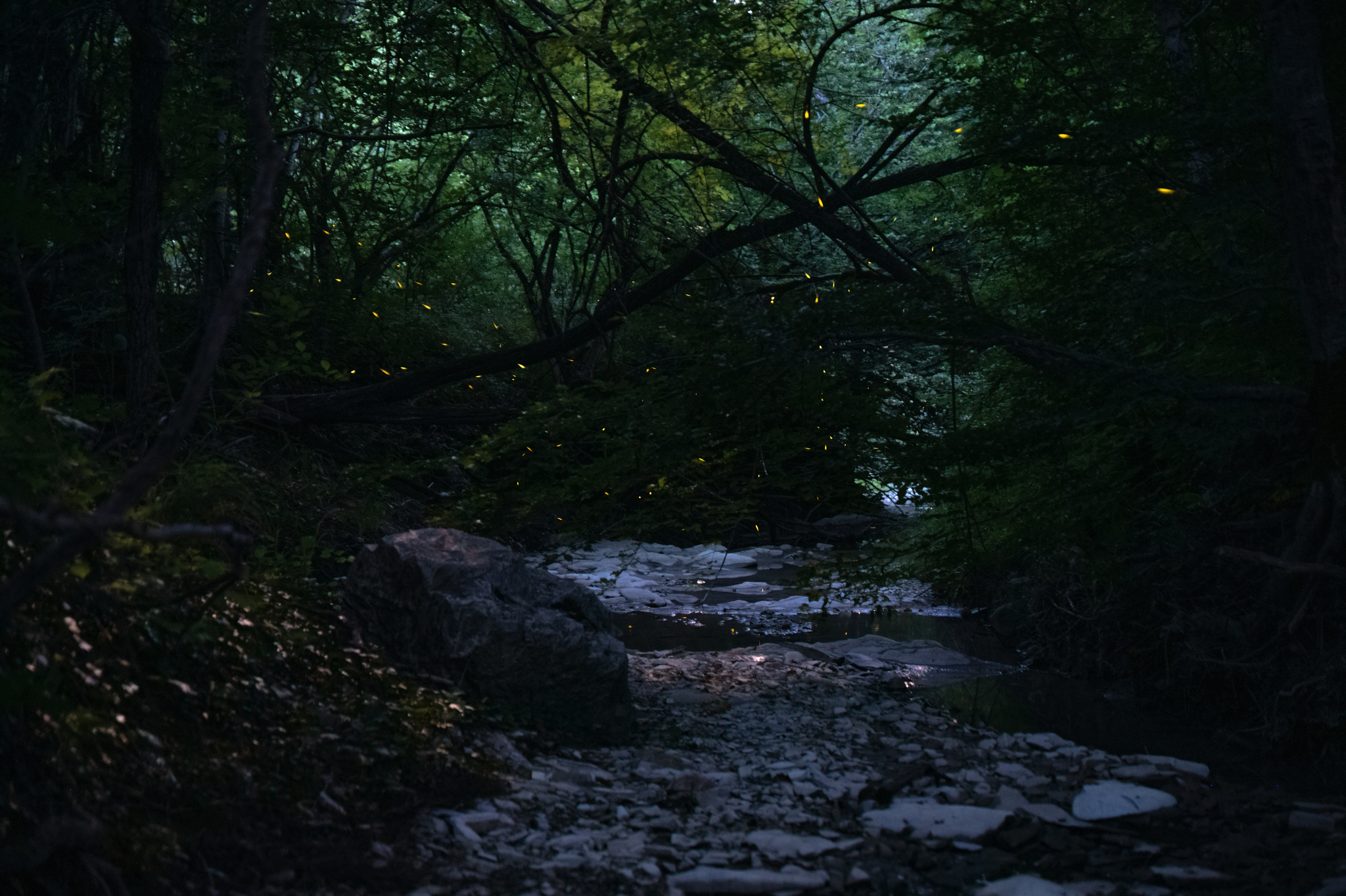 firefly paths - My, Insects, Sky, Astrophoto, Fireflies, Story, Abrau-Durso, Abrau, Longpost