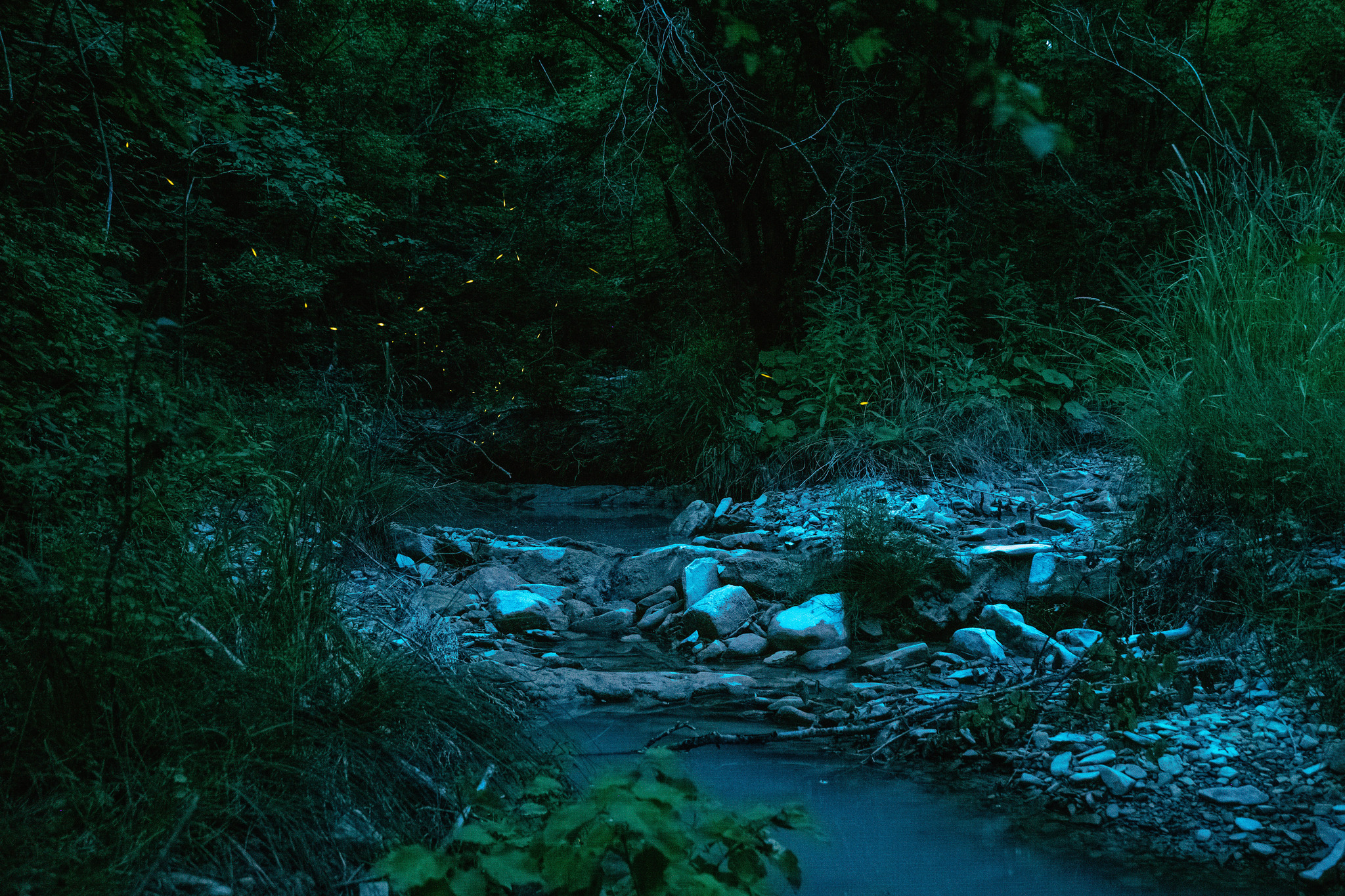 firefly paths - My, Insects, Sky, Astrophoto, Fireflies, Story, Abrau-Durso, Abrau, Longpost