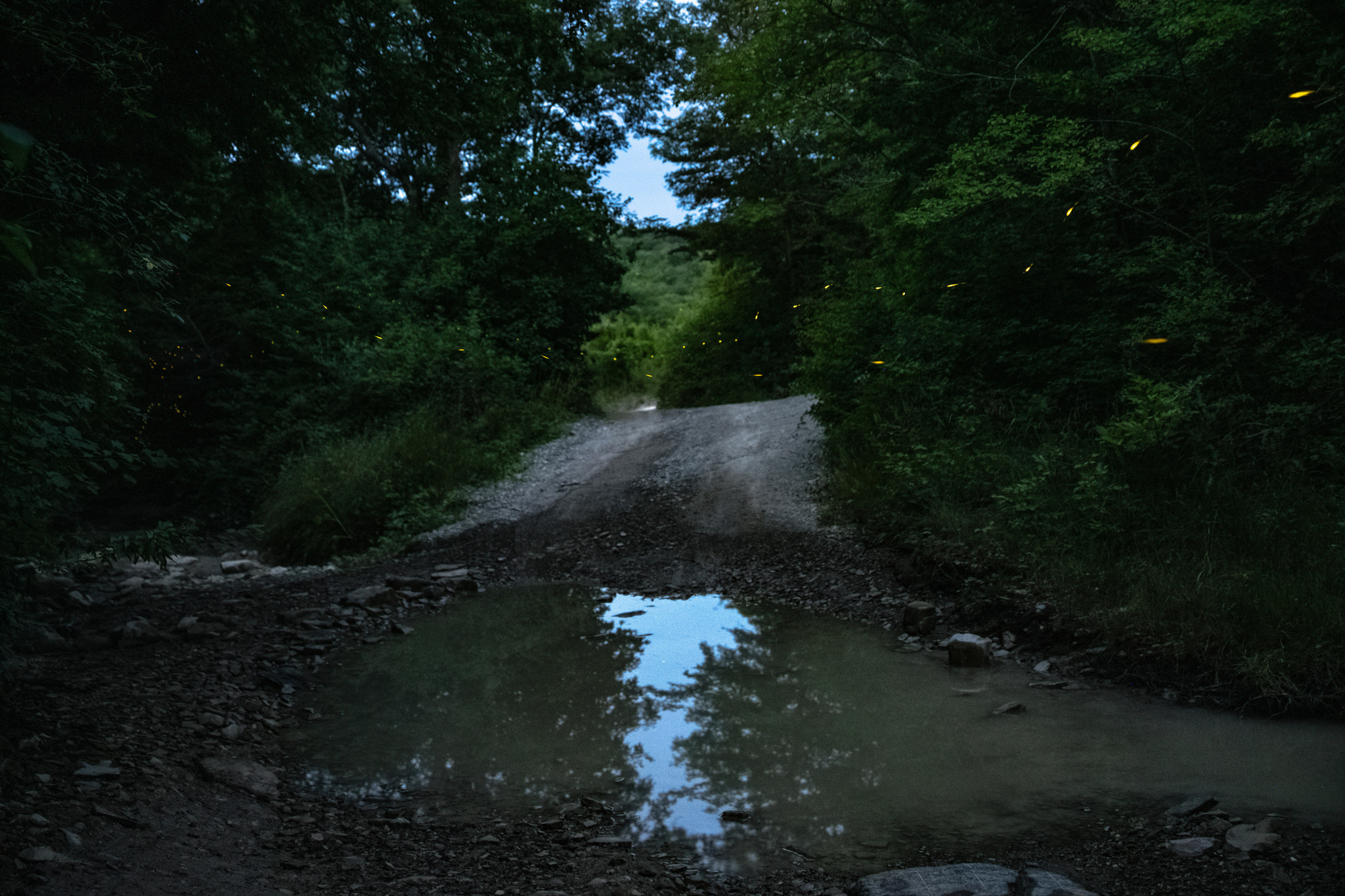 firefly paths - My, Insects, Sky, Astrophoto, Fireflies, Story, Abrau-Durso, Abrau, Longpost