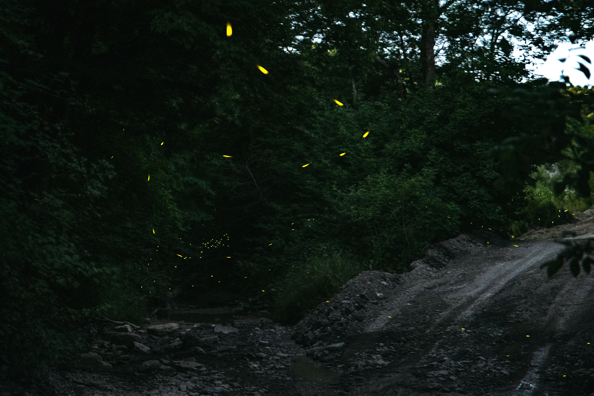 firefly paths - My, Insects, Sky, Astrophoto, Fireflies, Story, Abrau-Durso, Abrau, Longpost