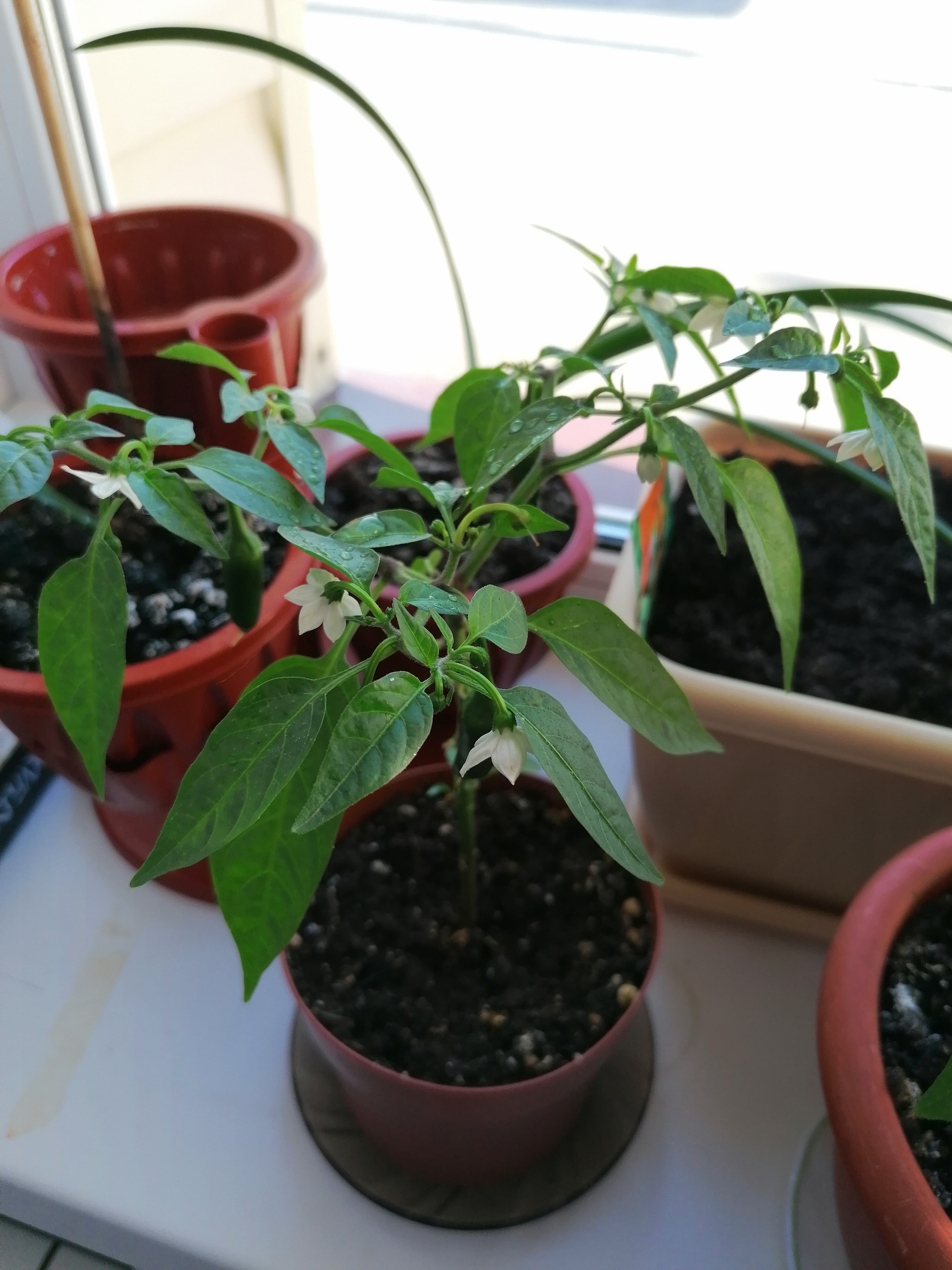 But to spite) - My, Pepper, Spicy, Seedling, Longpost