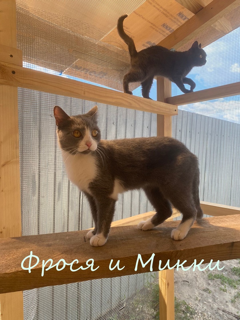 Life at the Kotoland Home Shelter 345 - My, Kindness, cat, Lipetsk, Shelter, Help, Food, Animal feed, Shelter Cotoland, Longpost, No rating