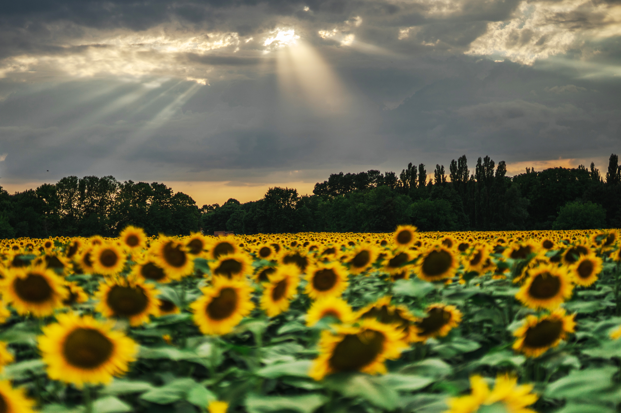 Are there seeds? - My, The photo, Photographer, Sunflower, Sunset