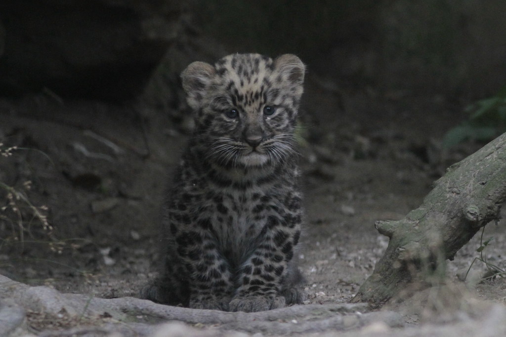 I'll sit here quietly - Leopard, Far Eastern leopard, Endangered species, Big cats, Cat family, Predatory animals, Mammals, Animals, Wild animals, Zoo, The photo, Young