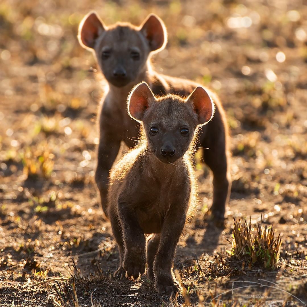 Eyes full of curiosity - Spotted Hyena, Hyena, Young, Predatory animals, Mammals, Animals, Wild animals, wildlife, Nature, National park, Serengeti, Africa, The photo, Tanzania