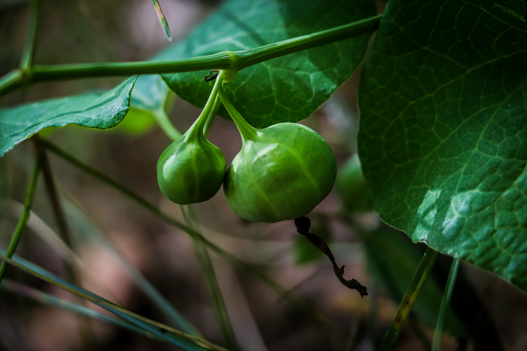 Summer - My, The photo, Nature, Berries, Flowers, Summer, Longpost