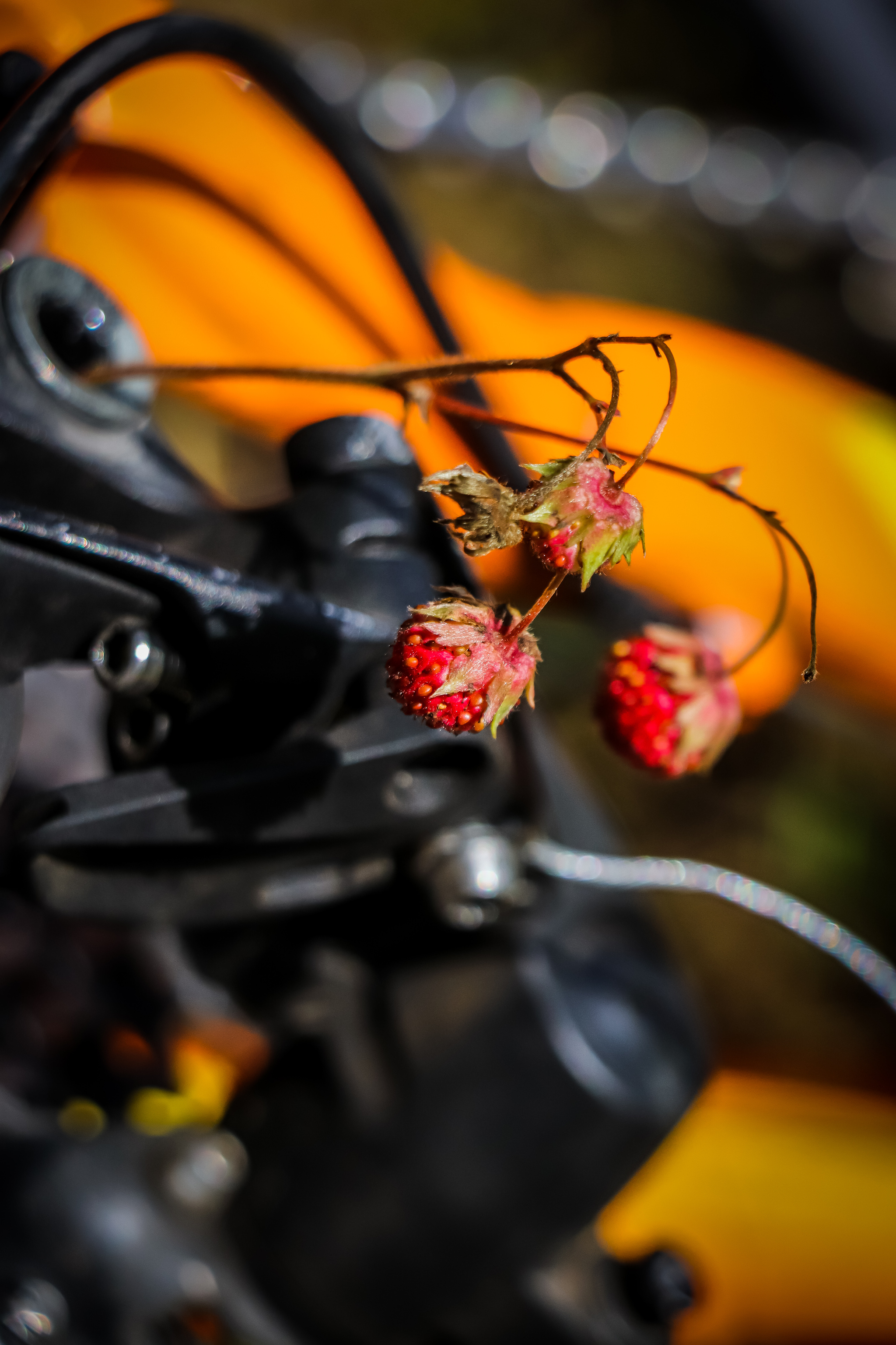 Summer - My, The photo, Nature, Berries, Flowers, Summer, Longpost