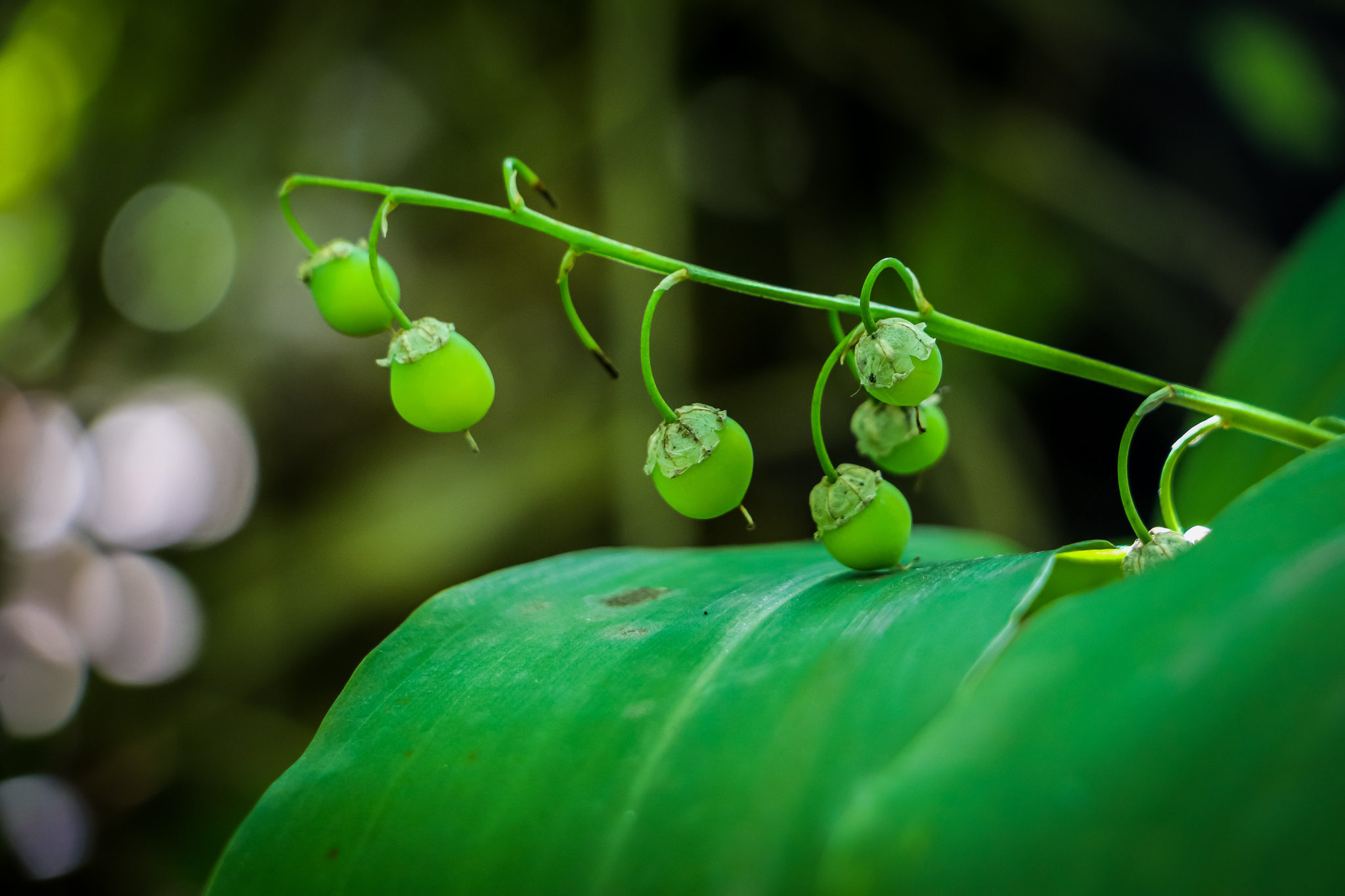 Summer - My, The photo, Nature, Berries, Flowers, Summer, Longpost