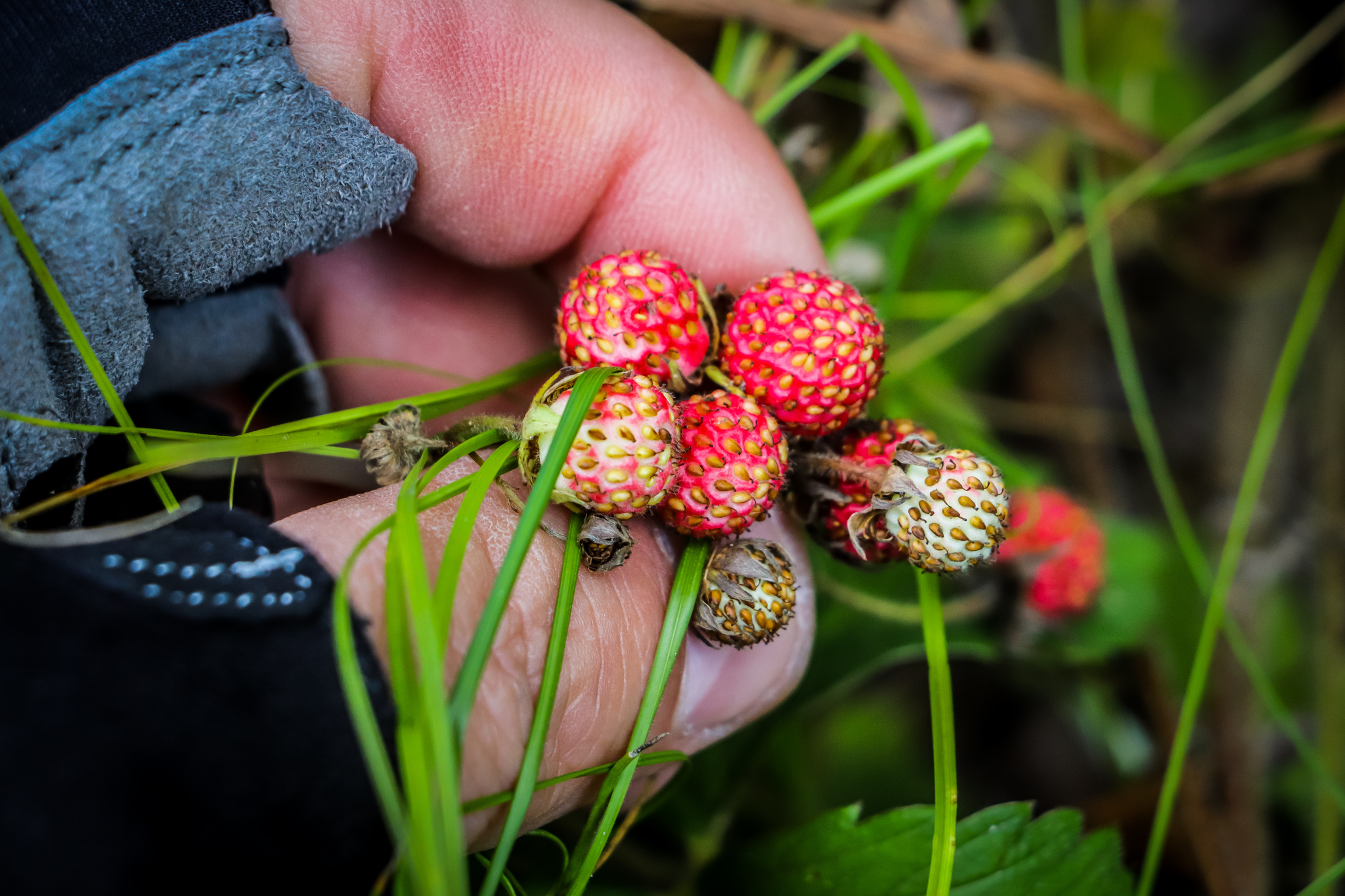 Summer - My, The photo, Nature, Berries, Flowers, Summer, Longpost