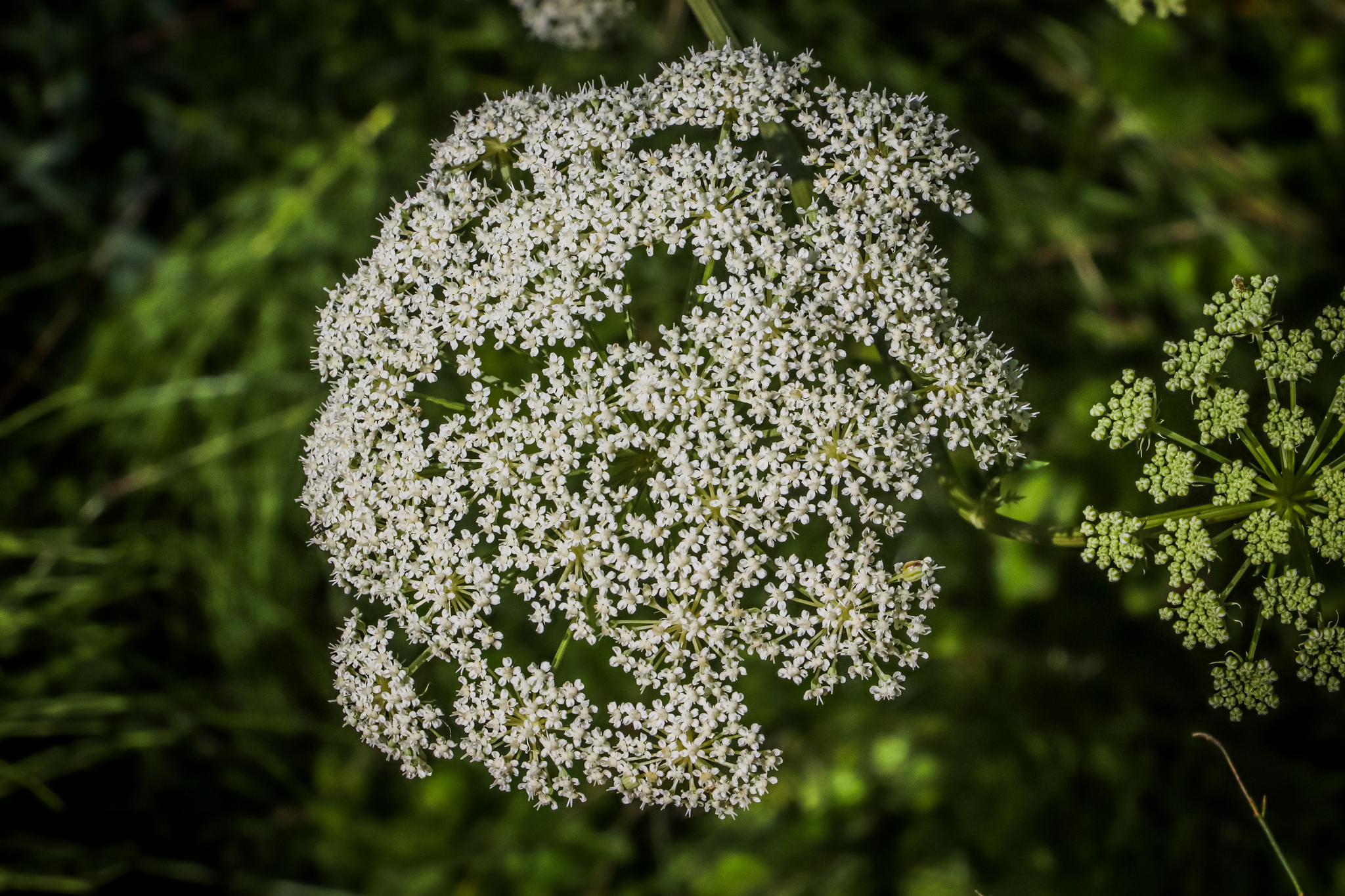 Summer - My, The photo, Nature, Berries, Flowers, Summer, Longpost